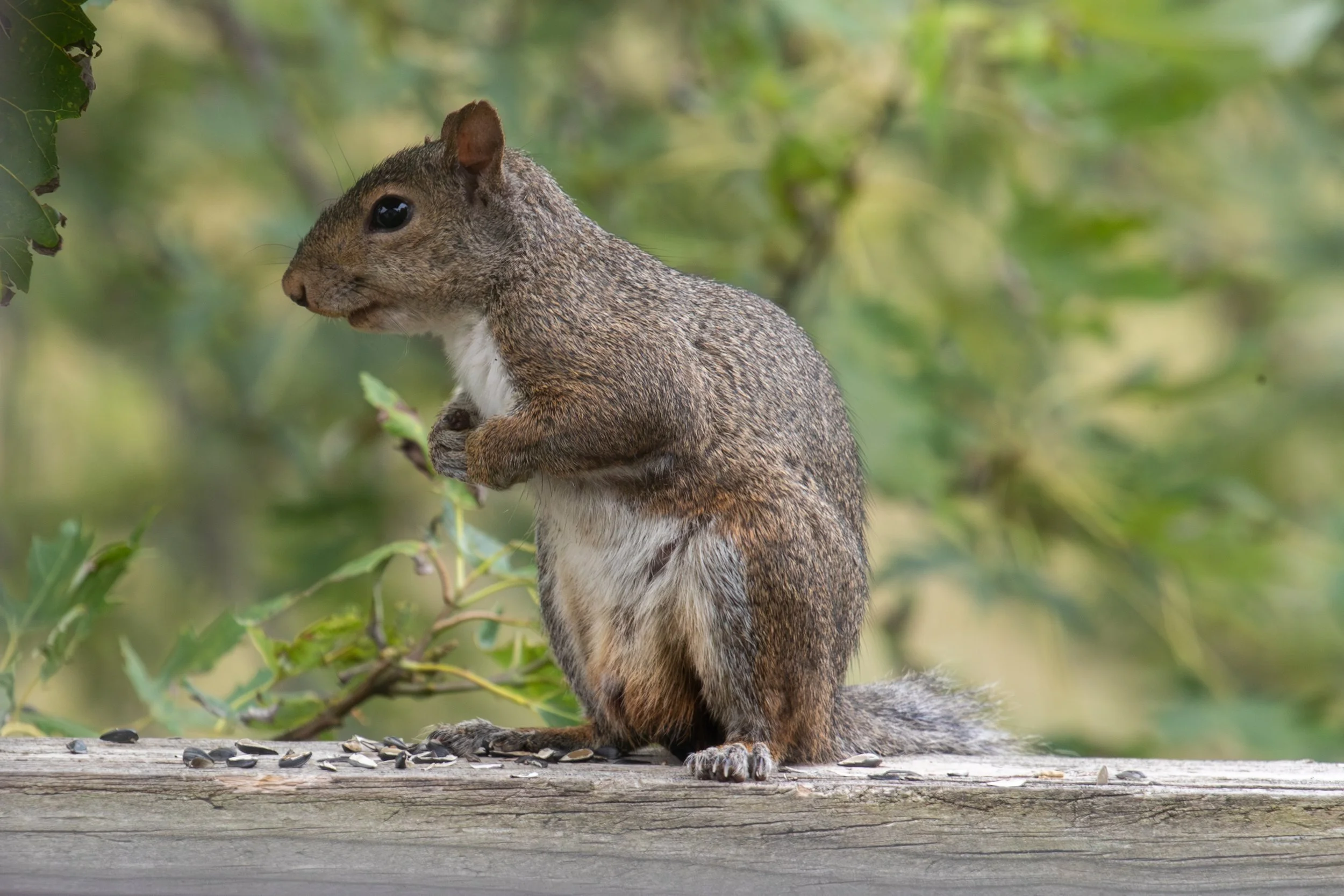 A squirrel sitting on a wooden surface among sunflower seeds with green foliage in the background.