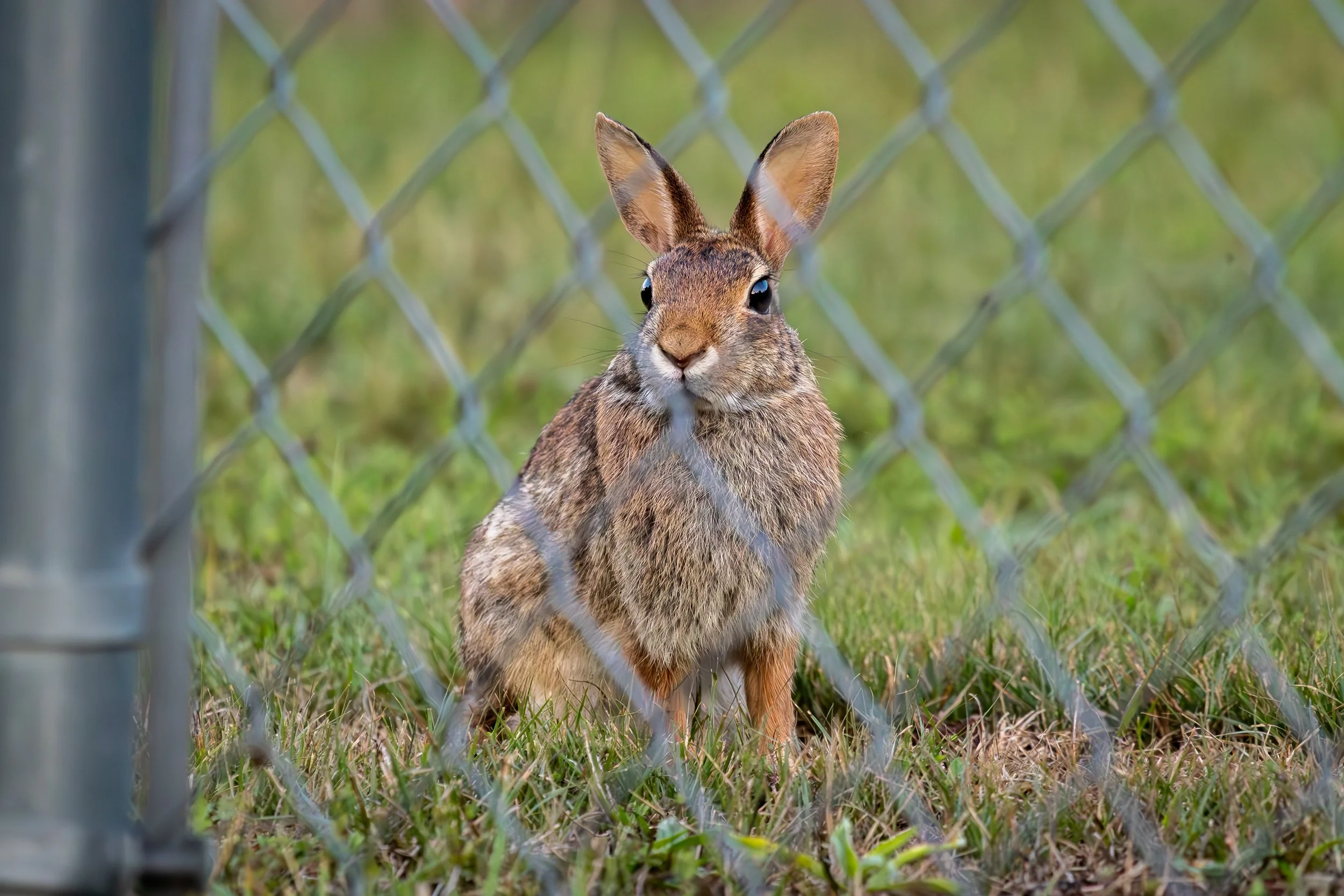A wild rabbit sitting on grass behind a chain-link fence.