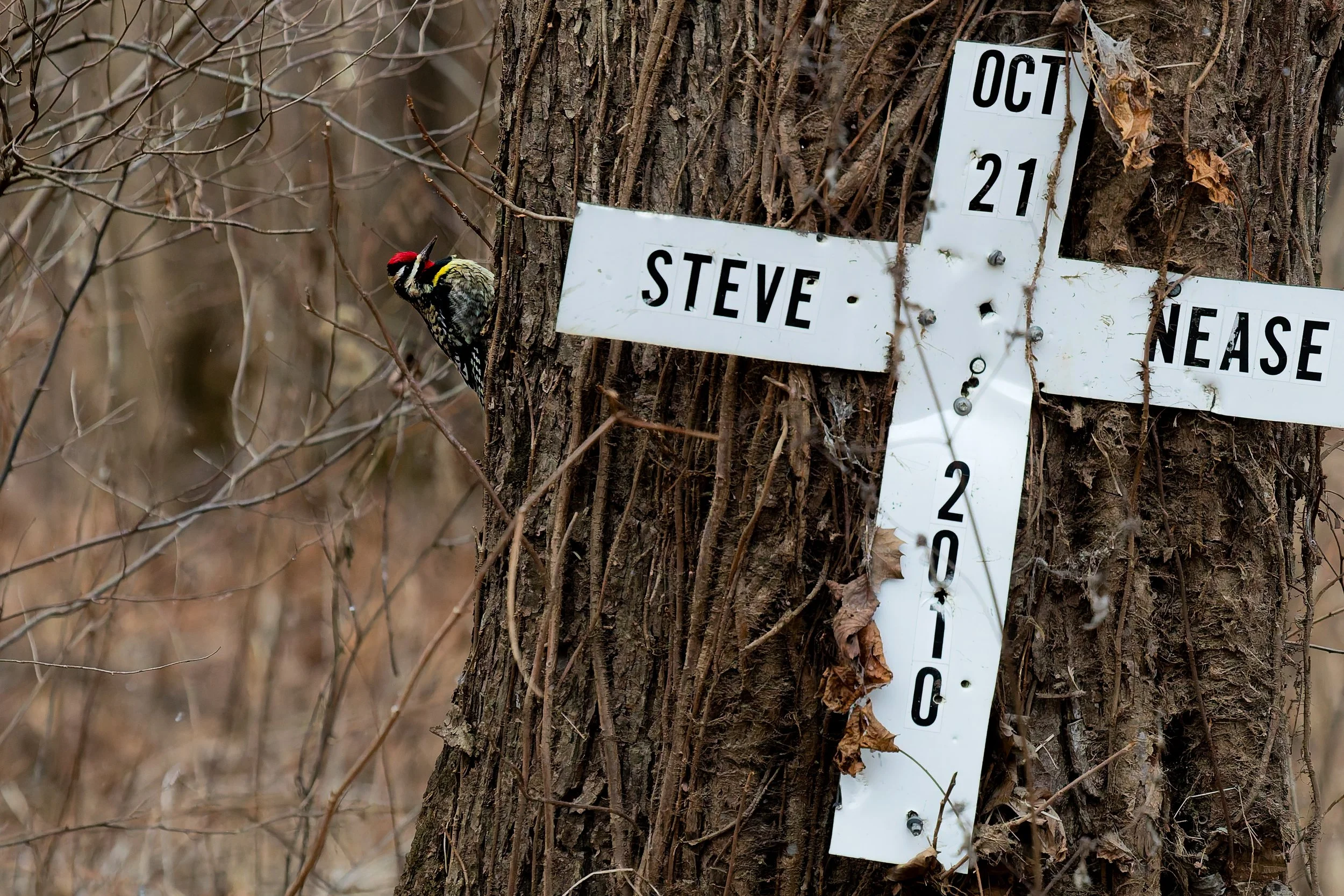 A woodpecker with black and white feathers and a red cap peeking from behind a tree trunk in a forest. There is a white cross-shaped memorial sign attached to the tree with the name 'Steve Nease' and the date October 21, 2010.