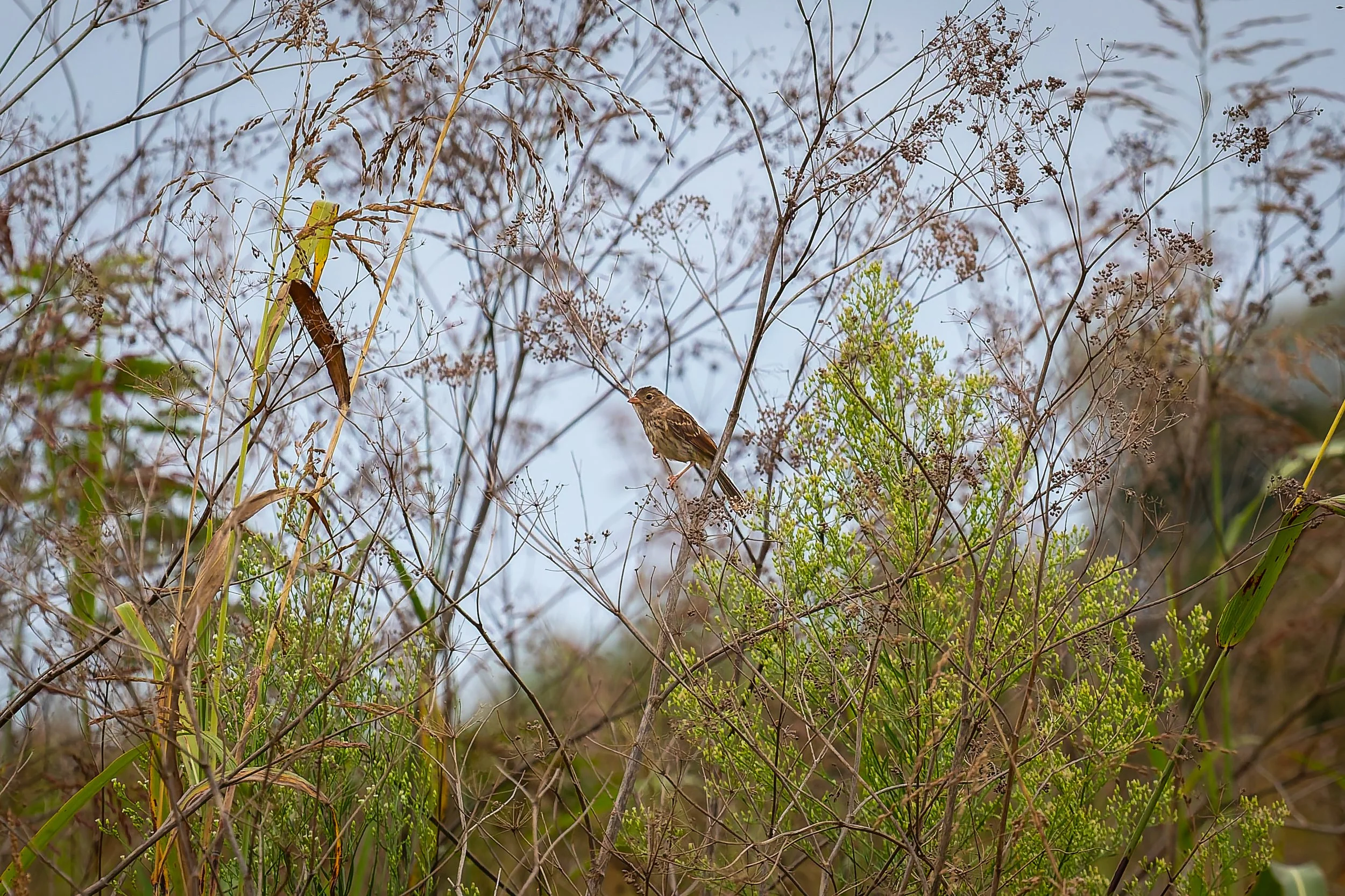 A small brown bird perched on a branch amidst dry and green foliage, with a light blue sky in the background.