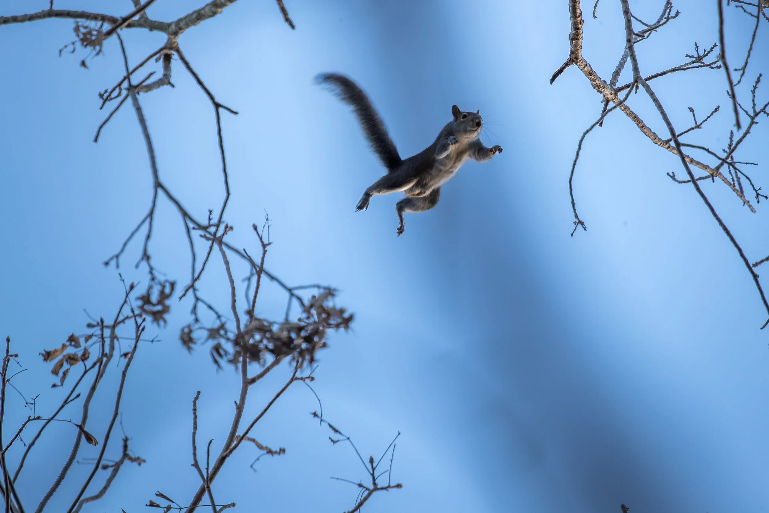 A squirrel midair jumping between tree branches against a blue sky.