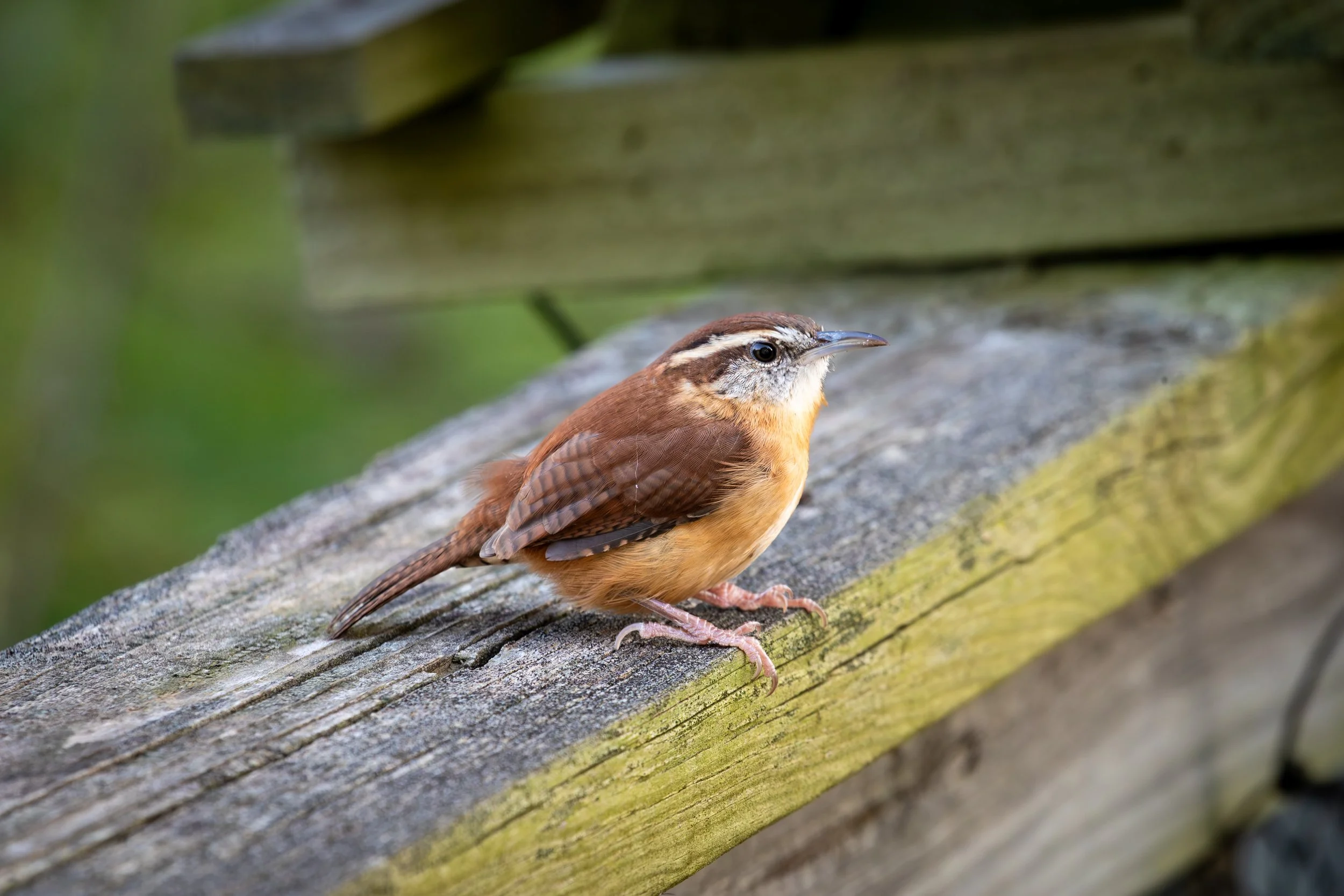 A small brown and tan bird perched on a weathered wooden surface with green foliage in the background.