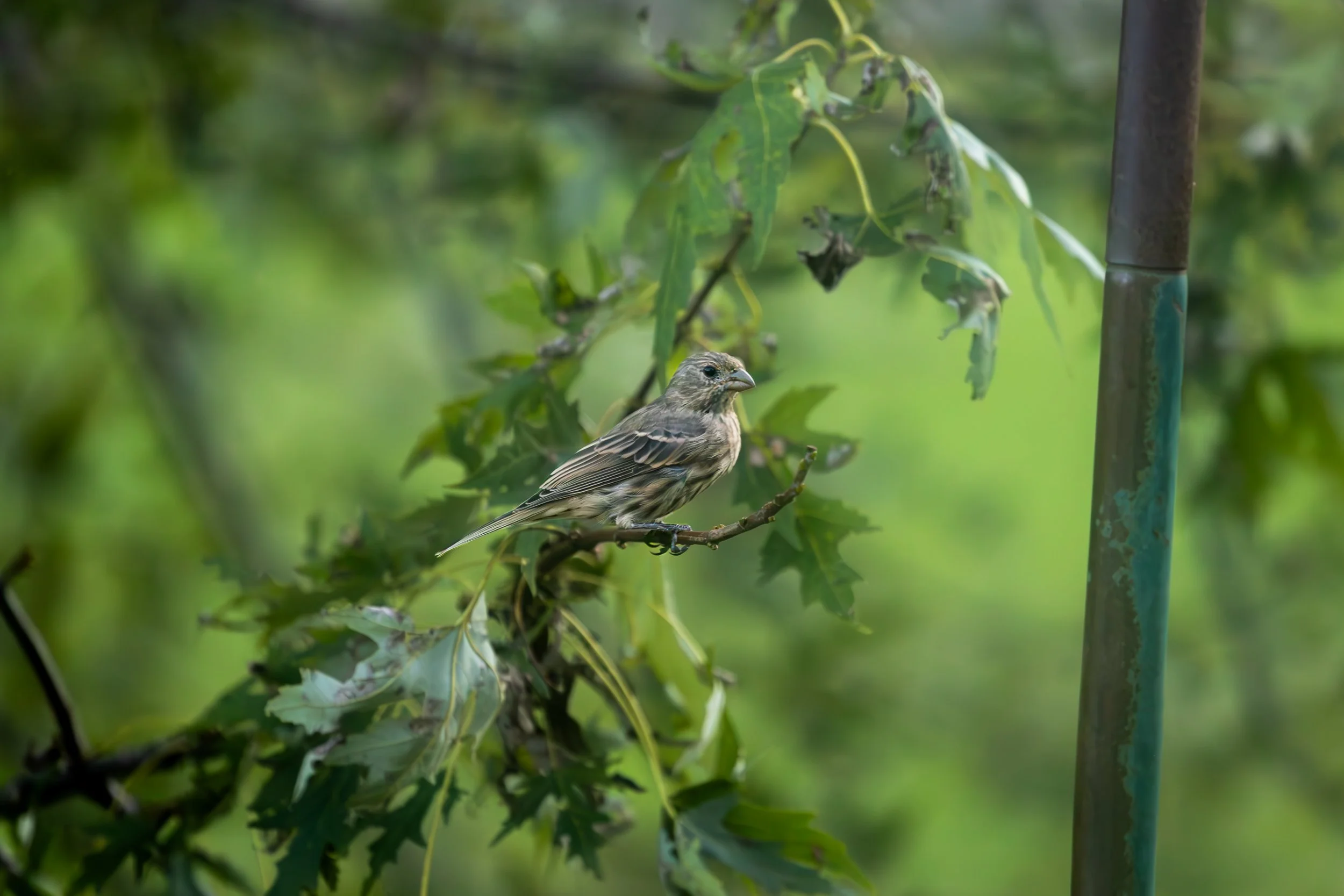 A small bird perched on a branch among green leaves with a metal pole to the right.