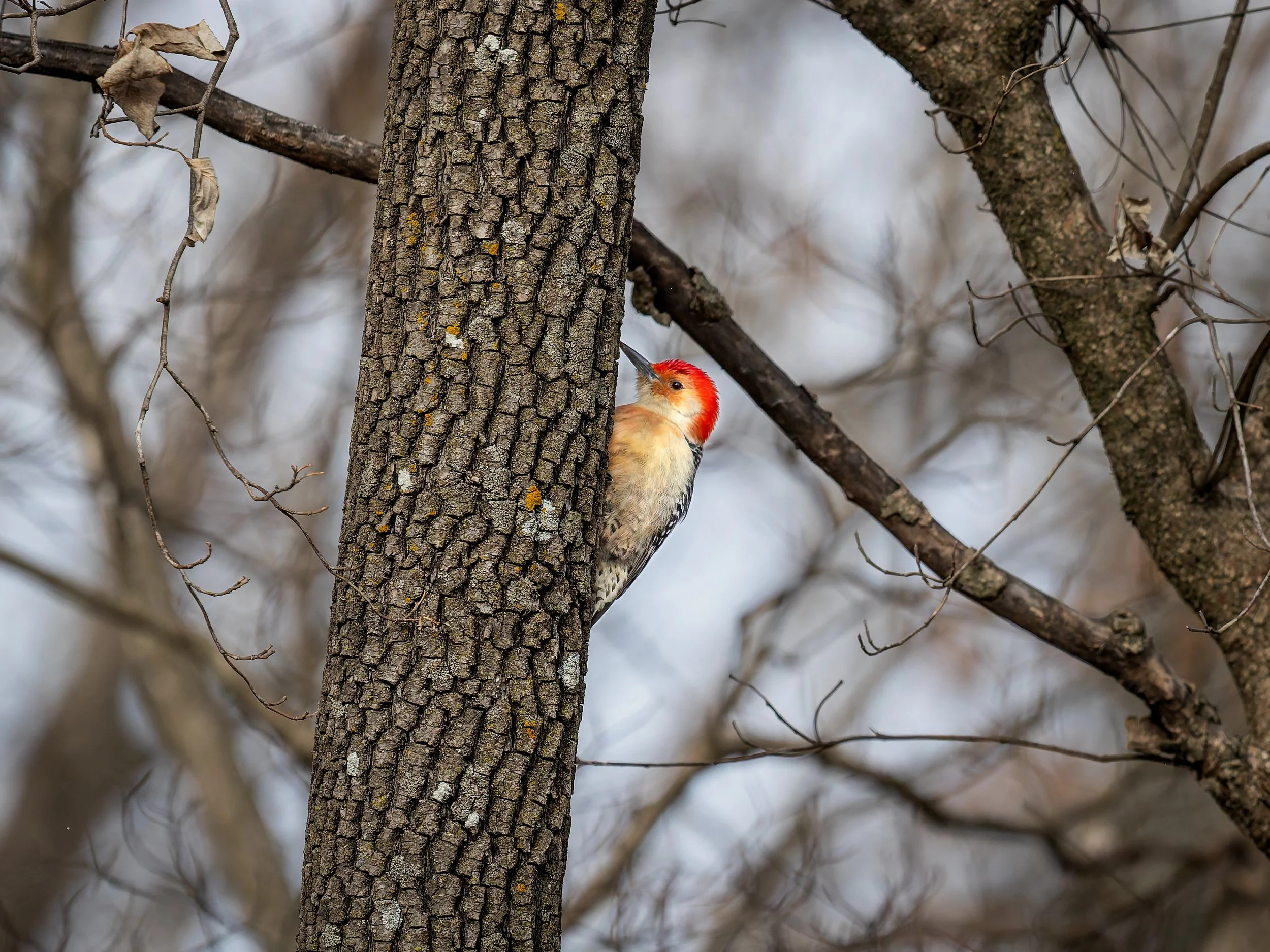 A woodpecker with a red head and beige body clinging to the side of a tree trunk, surrounded by bare branches.