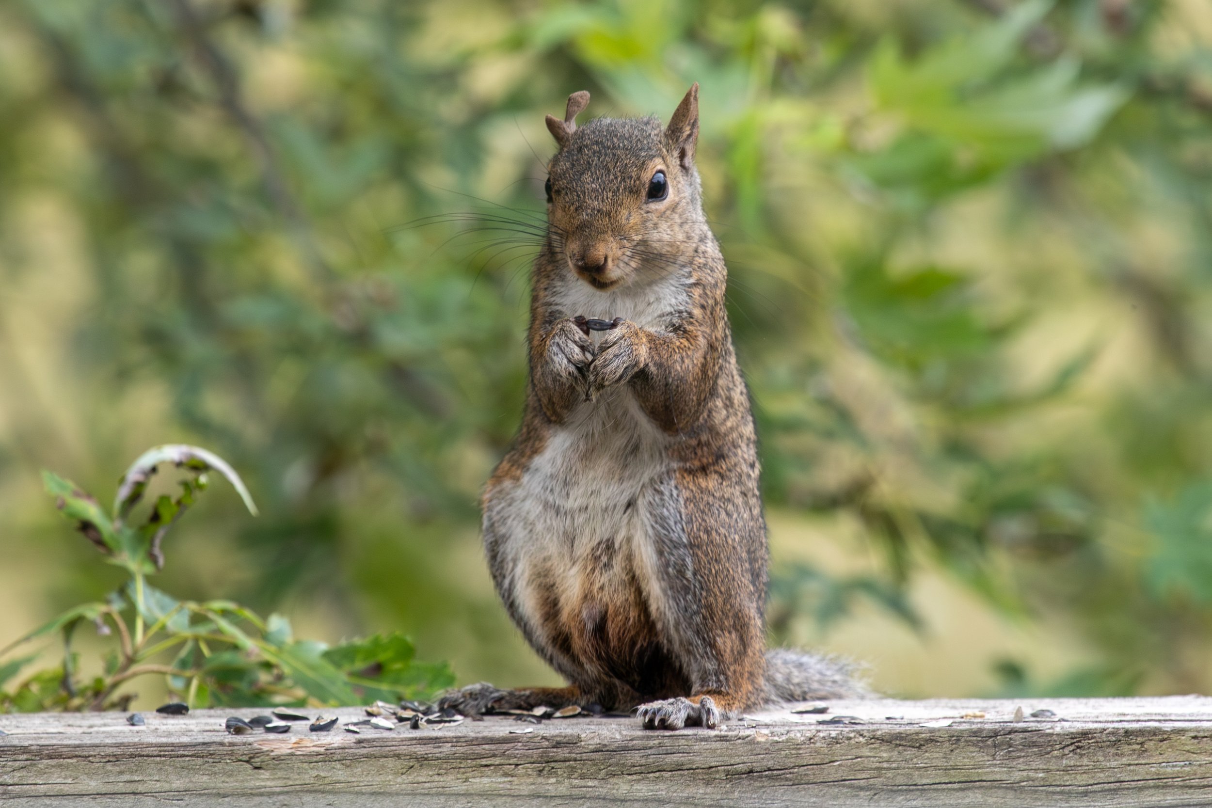 A squirrel standing on a wooden surface, holding a seed with its front paws, with green foliage in the background.