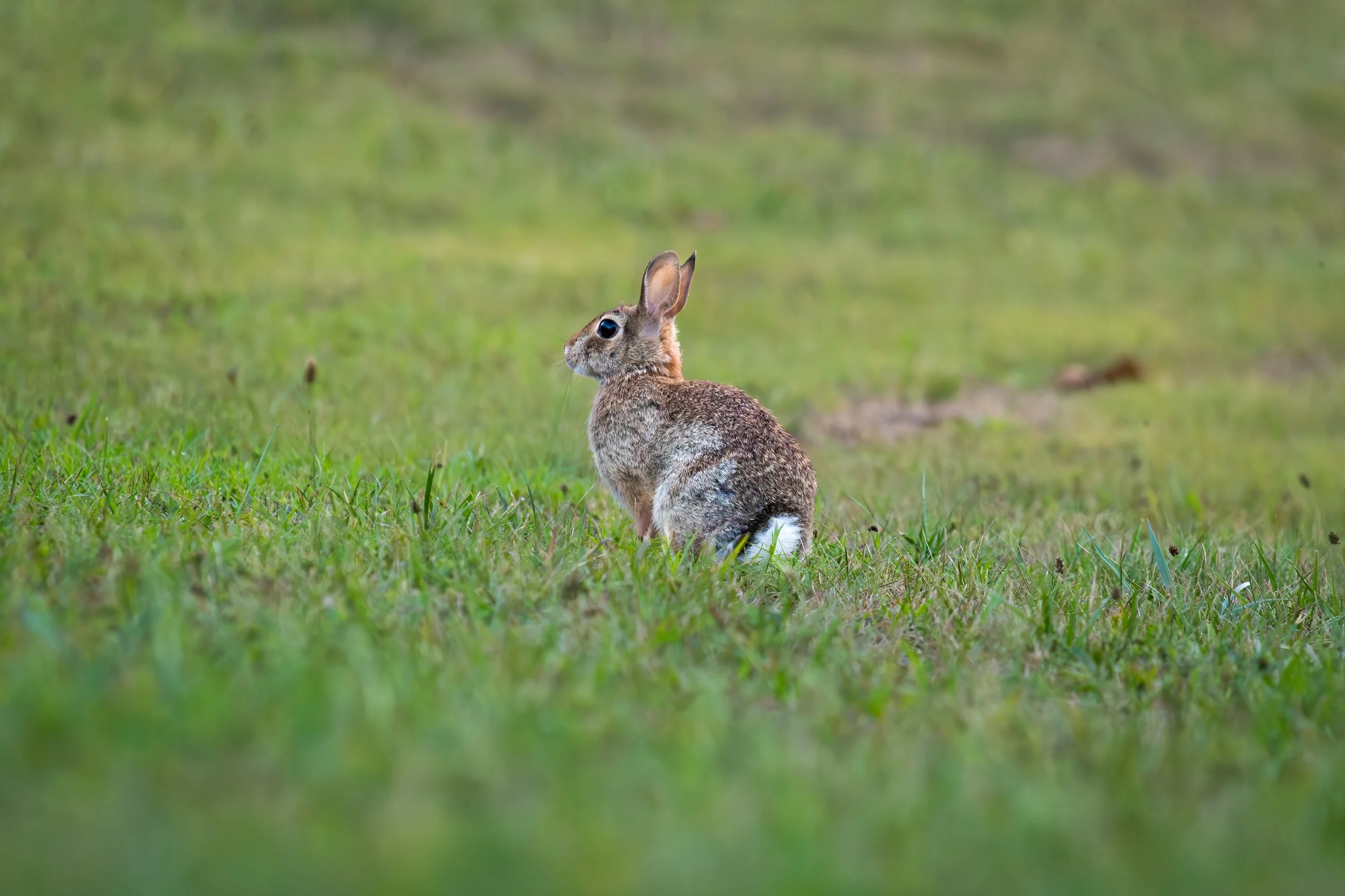 A rabbit sitting on green grass in a natural outdoor setting.