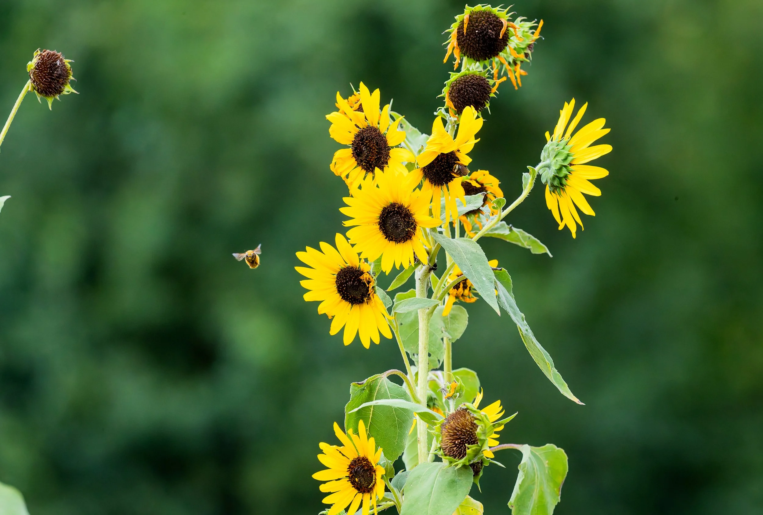 A sunflower plant with bright yellow flowers and dark centers, some heads drooping or fading, against a blurred green background, with a bee flying nearby.