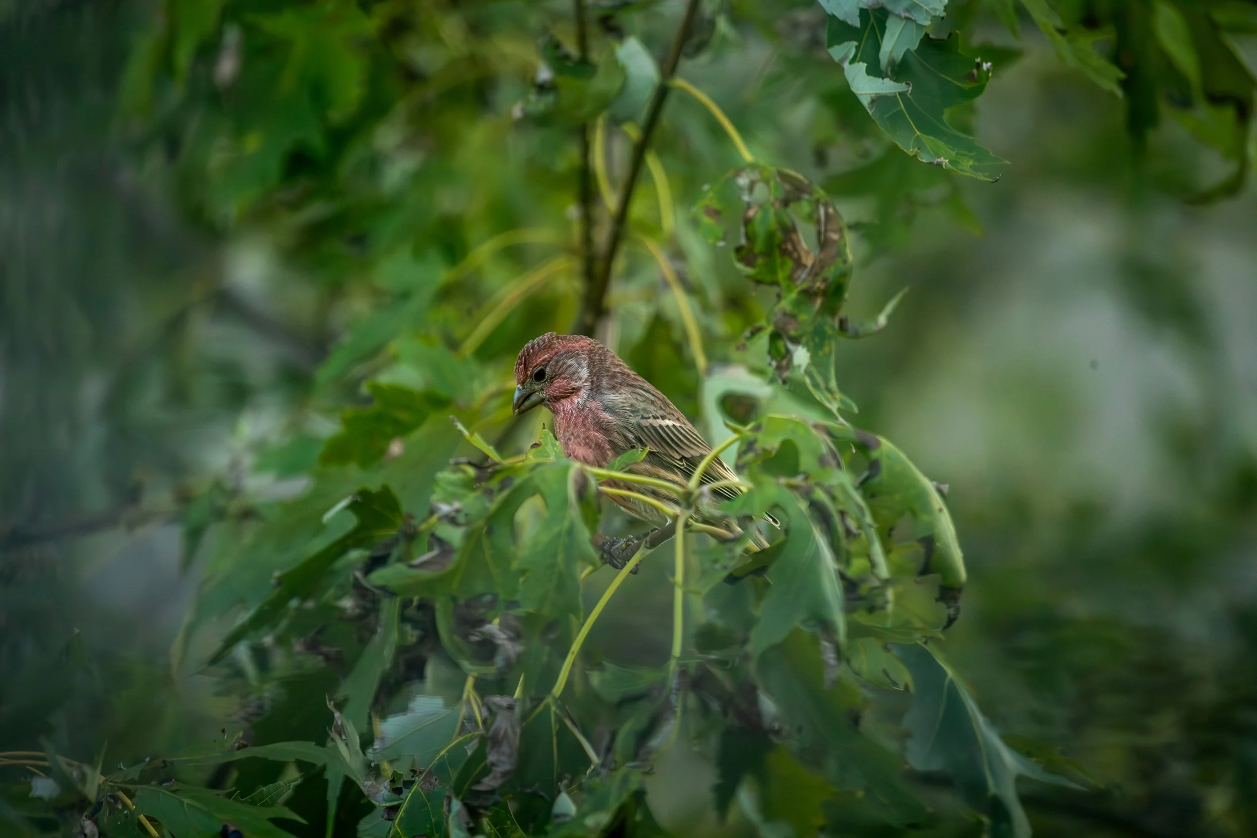 A small bird perched on a branch surrounded by green leaves.