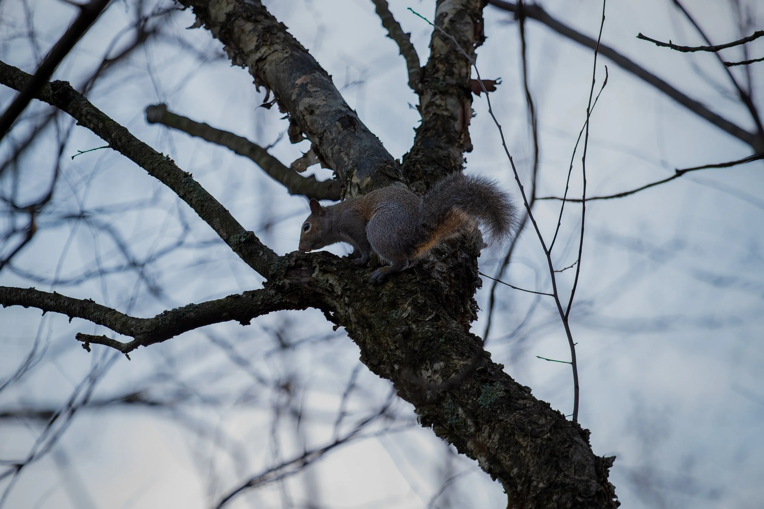 Squirrel on a tree branch in a winter forest.