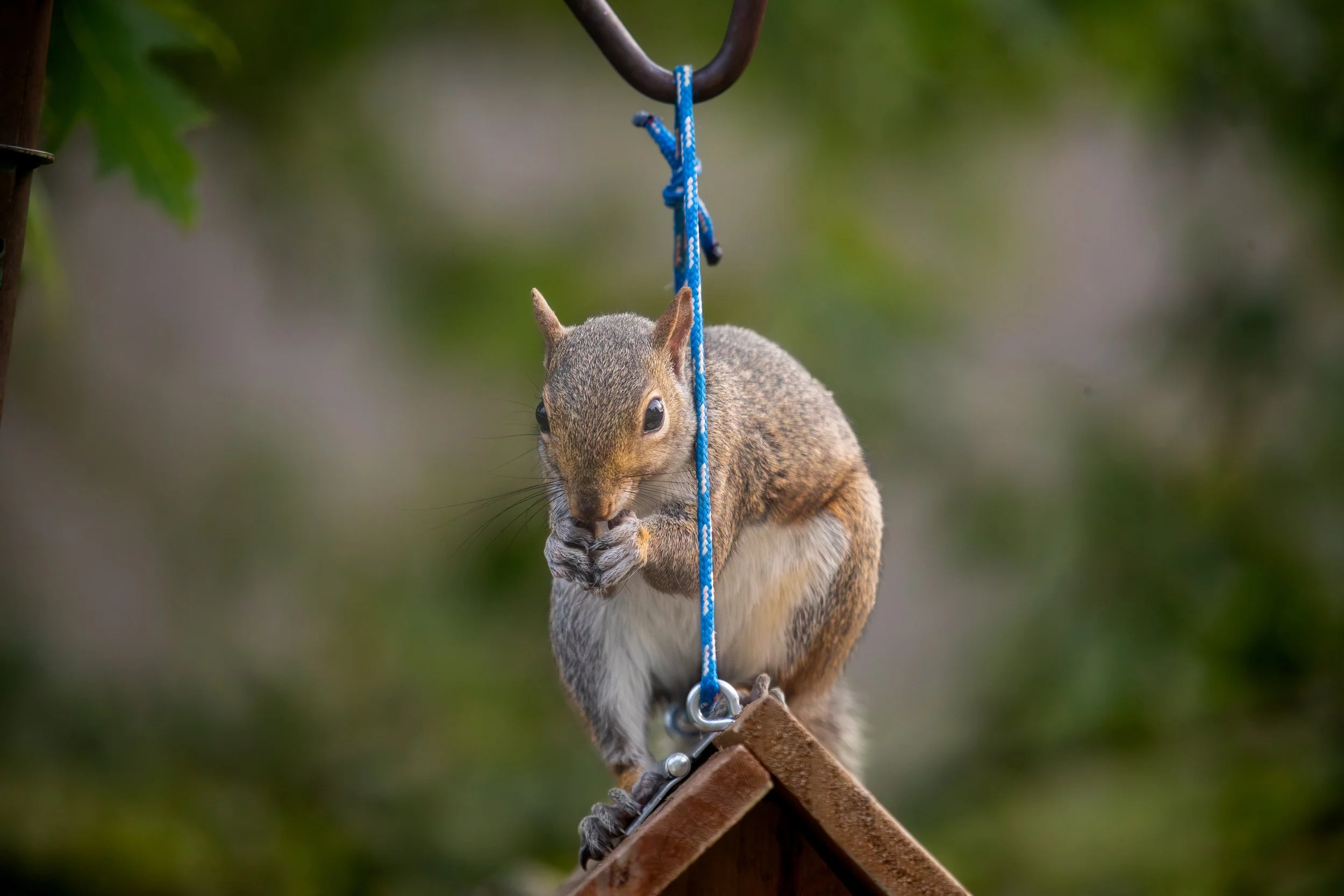 A squirrel on a wooden perch holding a nut with its paws, suspended by a blue rope from a metal hook, in an outdoor setting with blurred green foliage in the background.