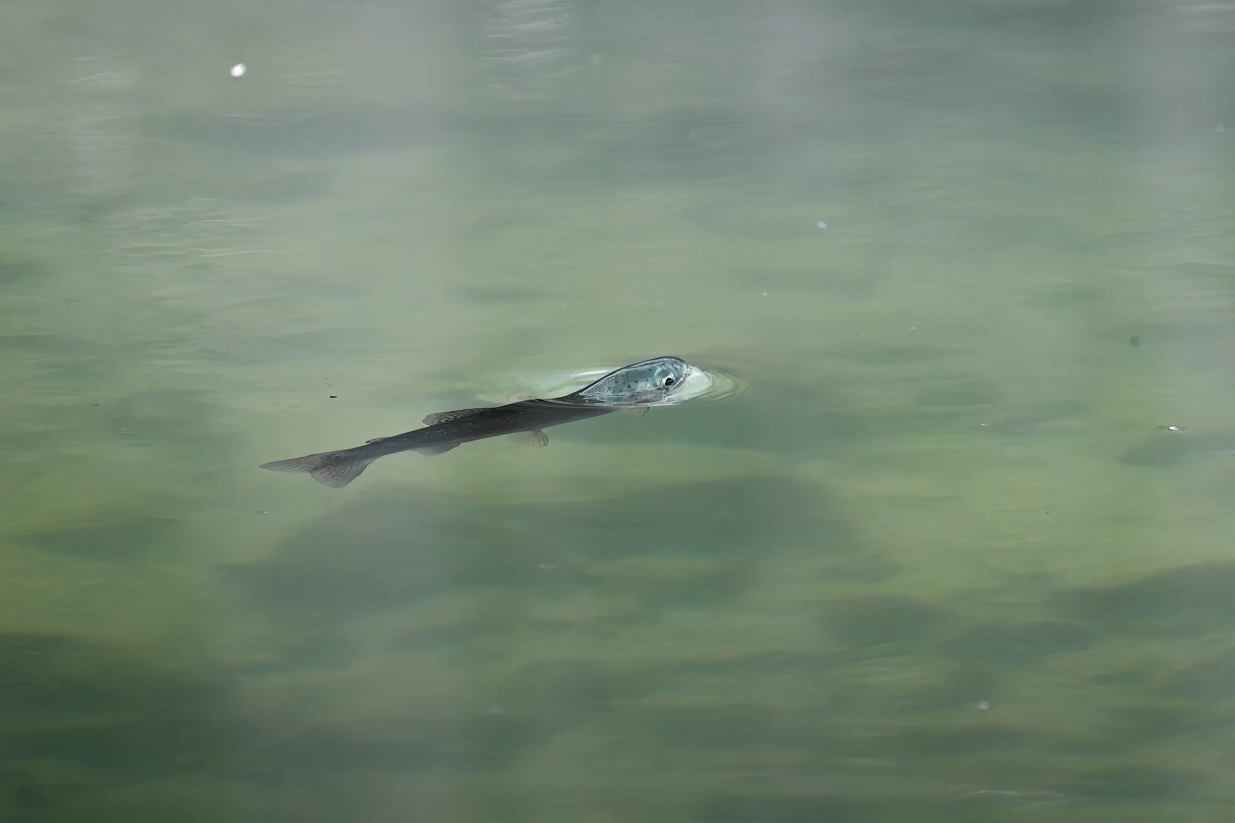 A fish swimming near the water's surface in clear water.