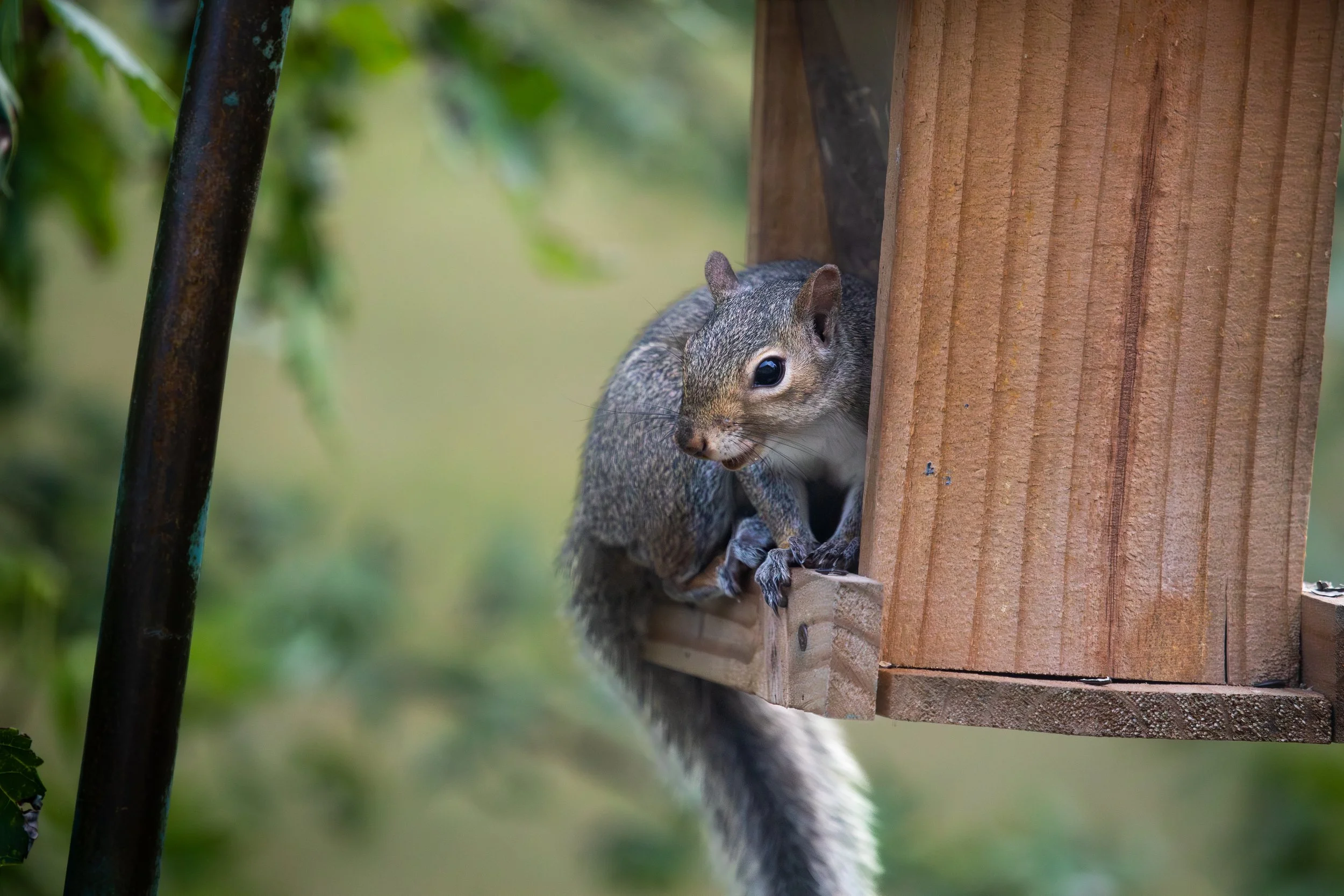 A squirrel perched on the edge of a wooden birdhouse, peeking out with a blurry green background.