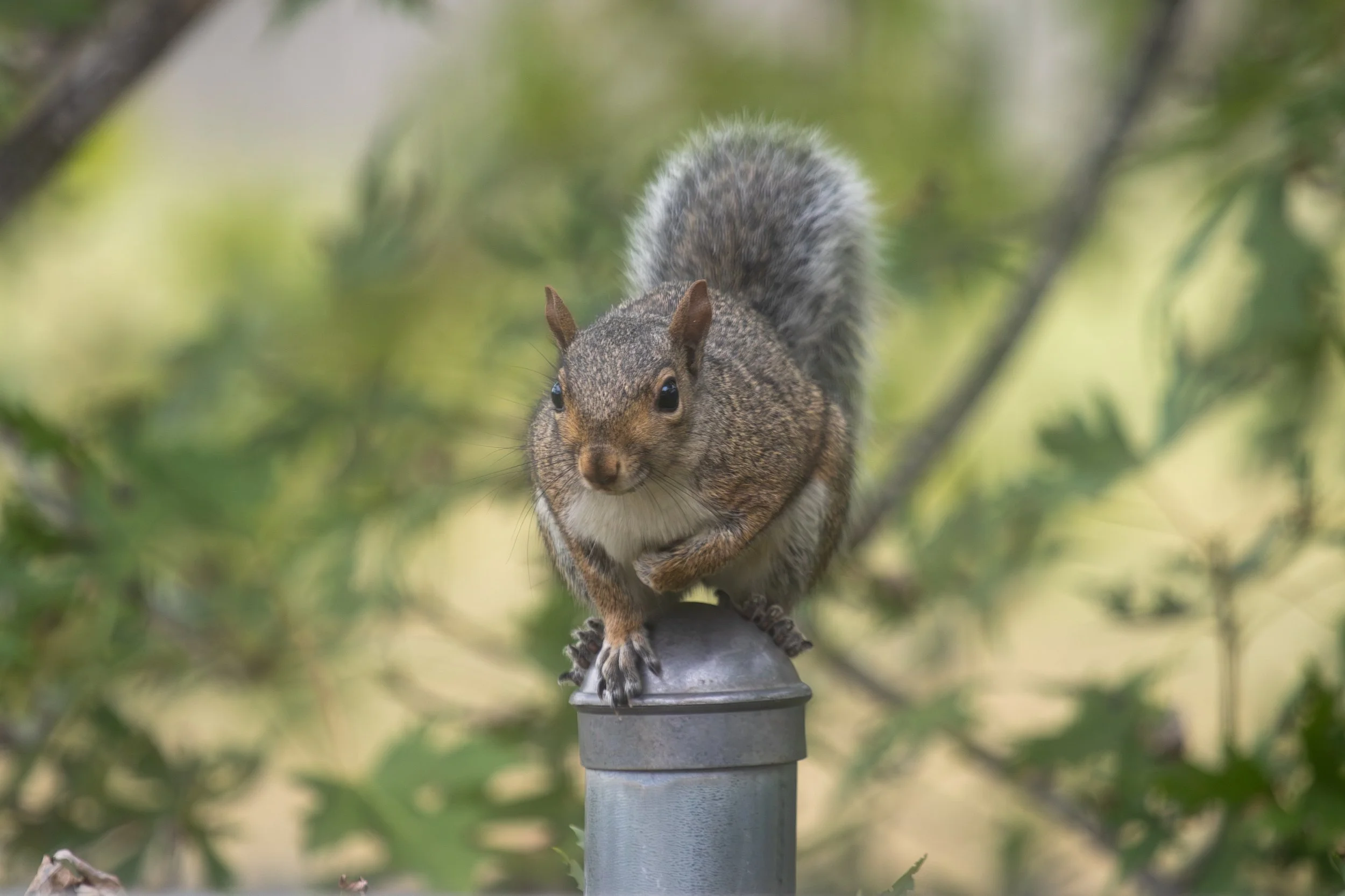 A squirrel perched on top of a metal pole outdoors, surrounded by green foliage.