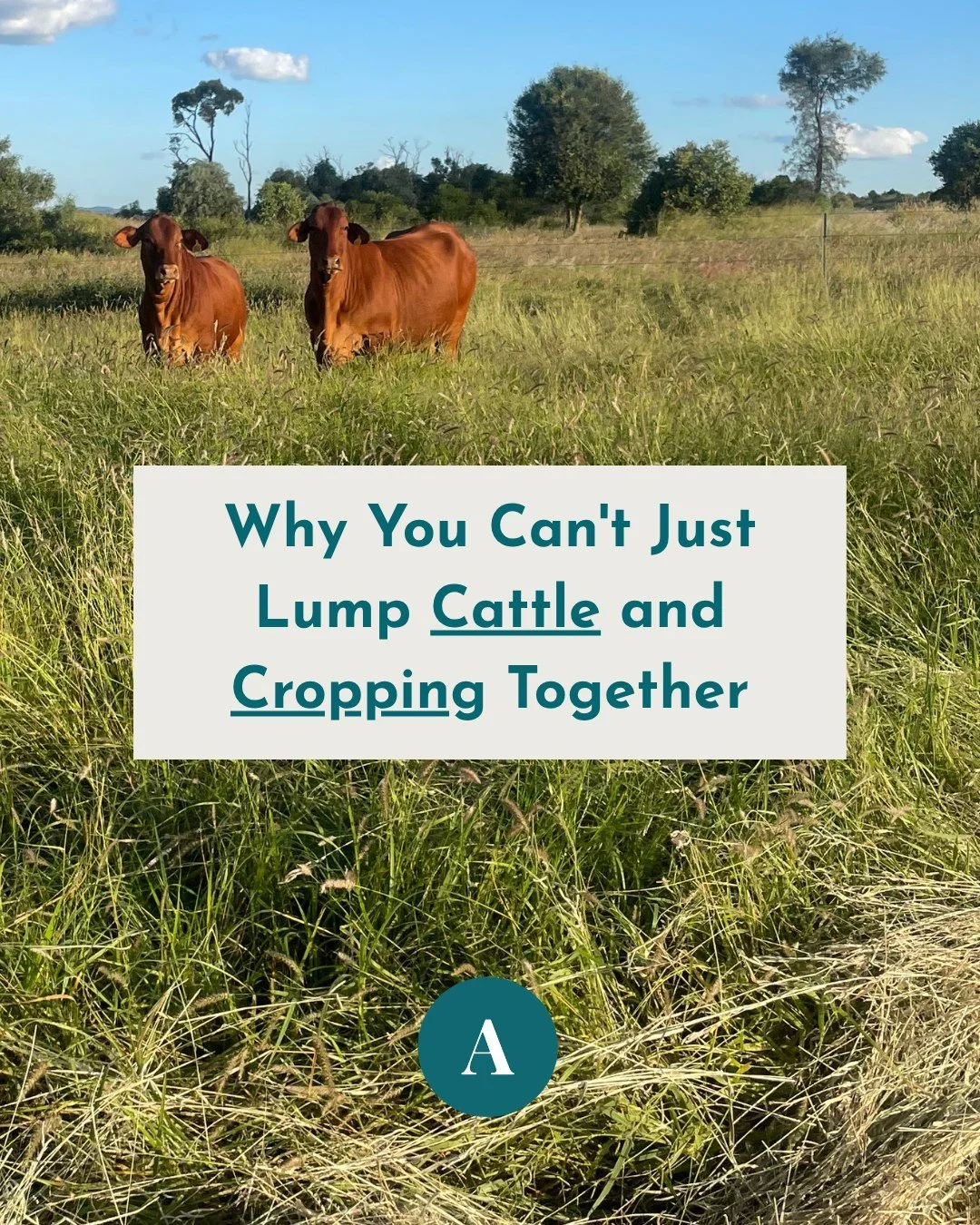 $1.4M revenue. $180,000 profit. On paper, a solid year.

But that's one number covering three very different enterprises. Split it out, and it tells a different story:

Cropping: $950,000 revenue, $260,000 profit
Cattle: $380,000 revenue, $65,000 los
