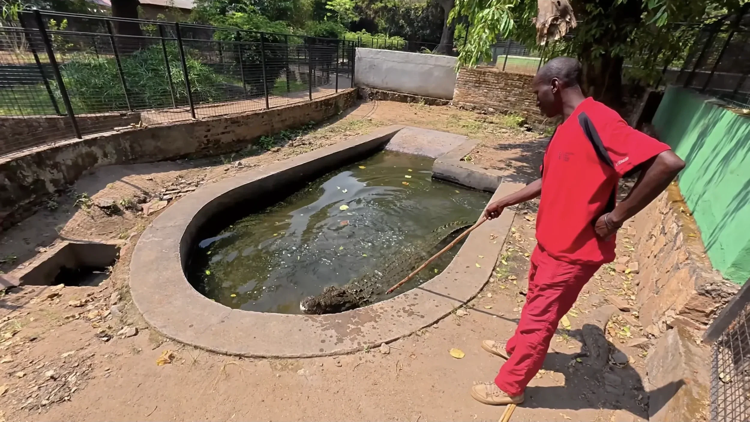 Crocodile at Bujumbura Zoo