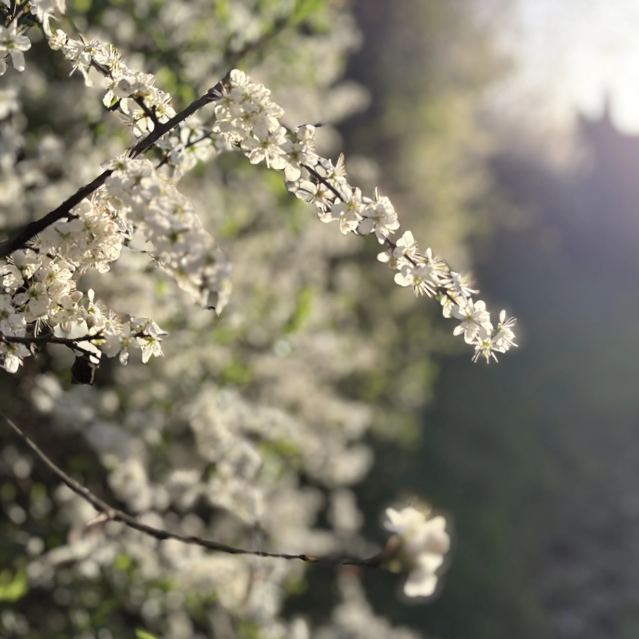 Close-up of white flowering tree branch with small flowers and green leaves, blurred background
