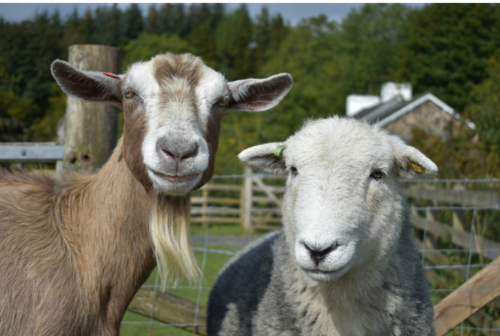 Two goats, one brown and white and the other gray and white, standing outdoors by a fence.