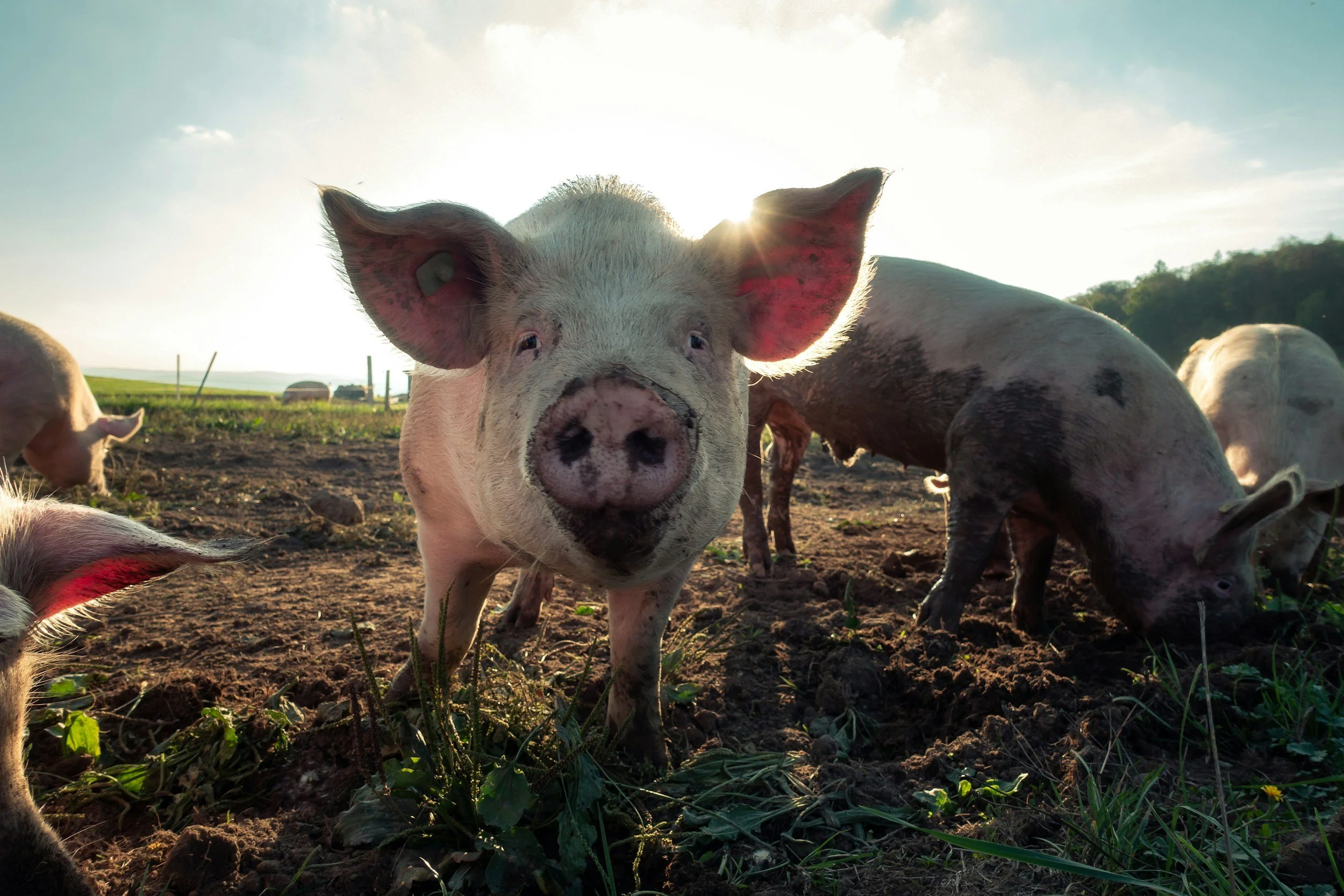 A group of pigs in a farmyard, with one pig in the center looking directly at the camera, backlit by the setting sun.