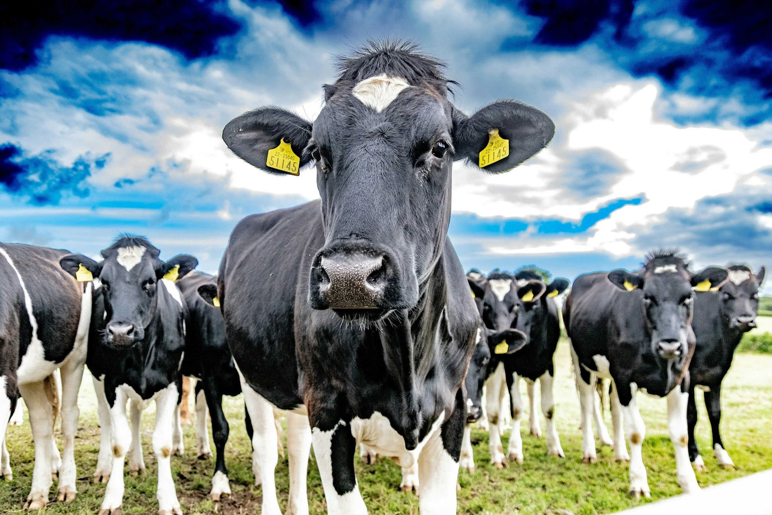 Close-up photo of a black and white Holstein cow with a white mark on its forehead, standing on grass with other cows behind it. The sky is cloudy with patches of blue.