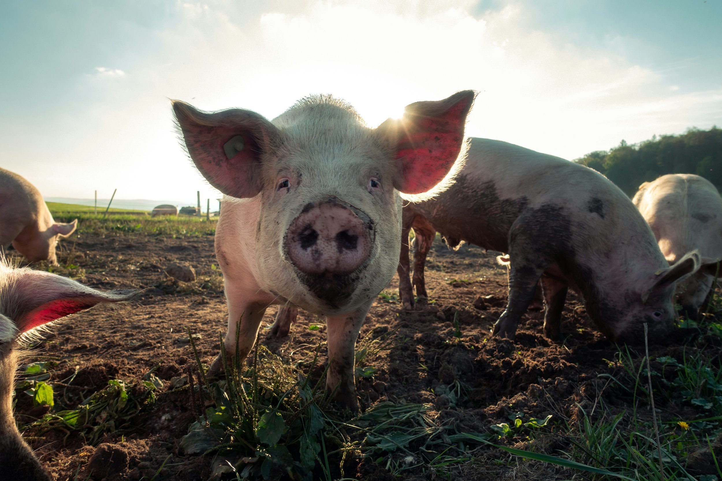Close-up of a piglet on a farm, with other pigs grazing in the background, sunlight shining behind.