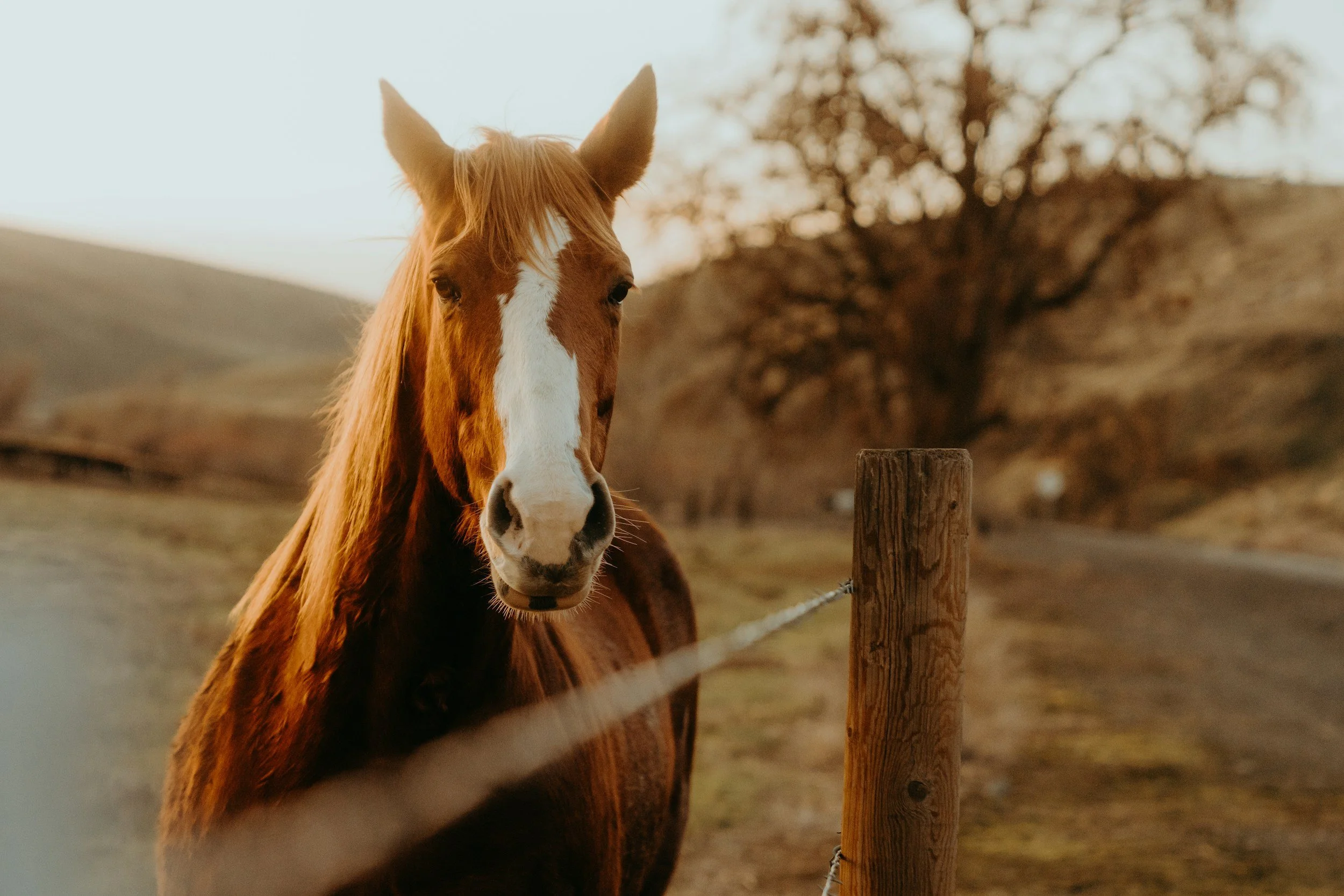 A brown horse with a white stripe down its face standing behind a wooden fence in a rural setting with a dirt road, a tree, and hilly landscape in the background during sunset.
