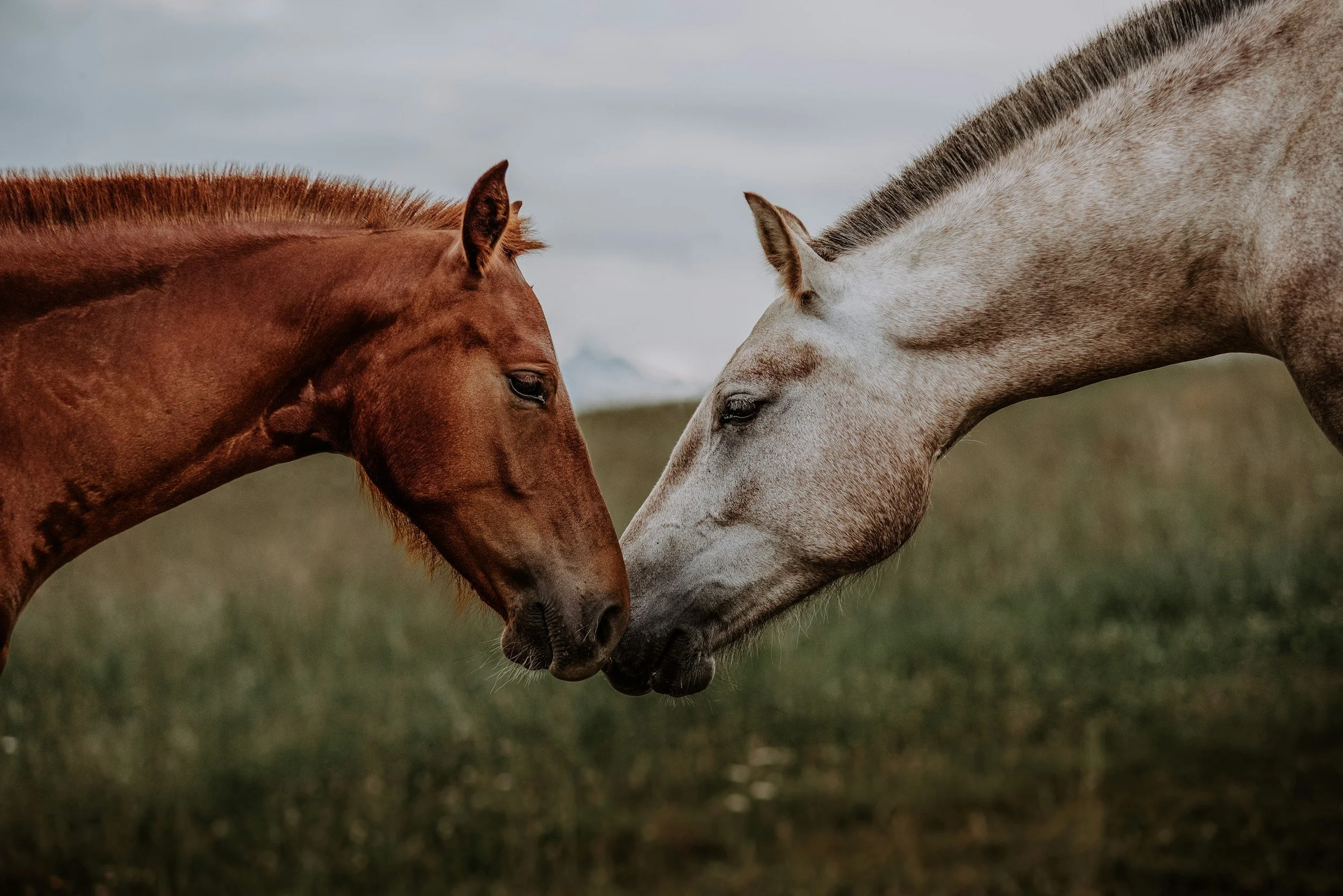 Two horses, one brown and one gray, touching noses in a grassy field.