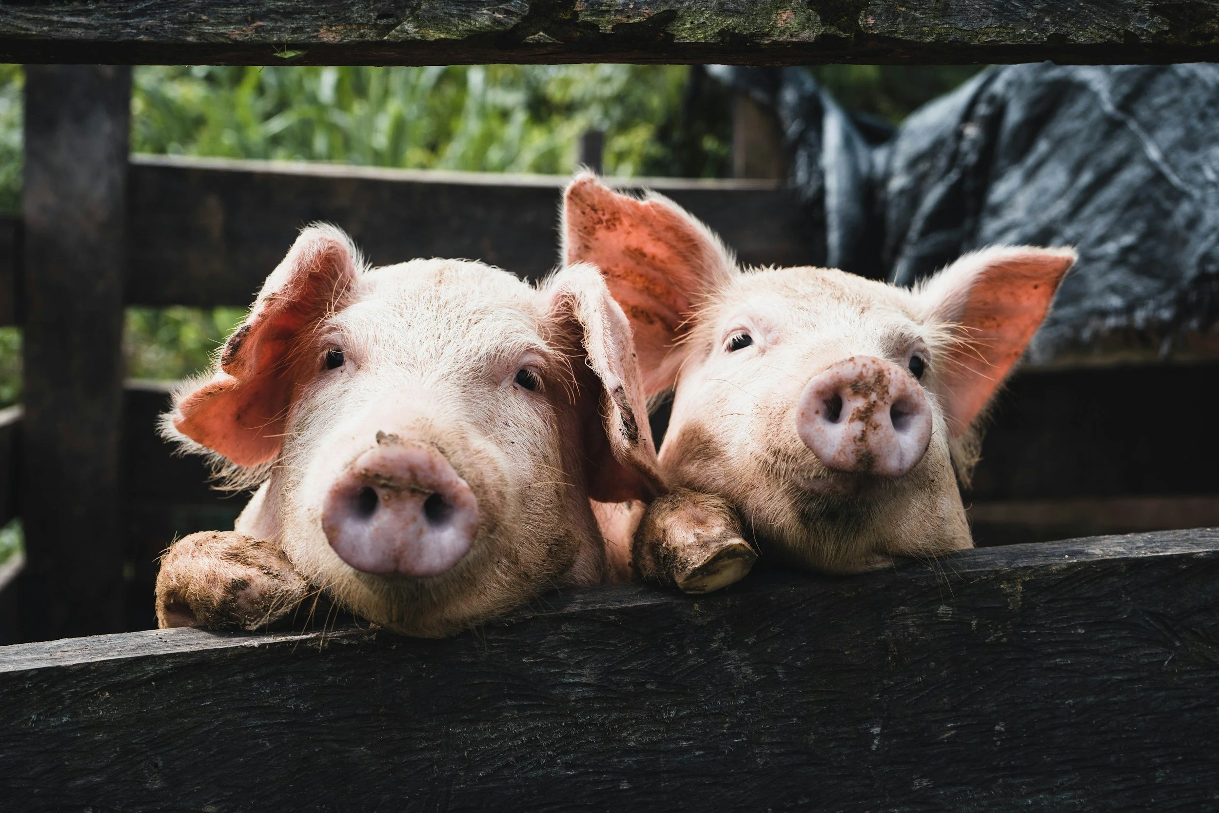 Two piglets leaning over a wooden fence, looking at the camera with their snouts and ears visible, set against a background of green plants and a dark tarp.