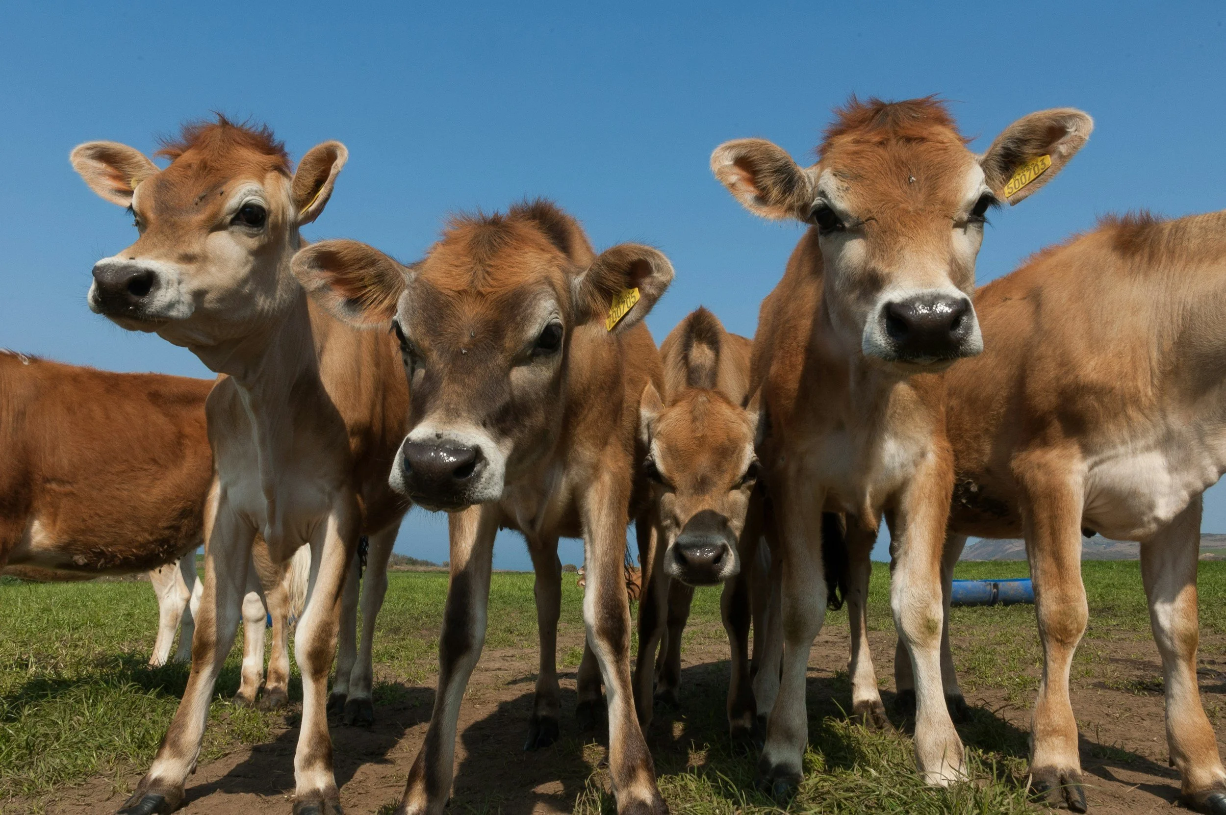 Group of five brown calves standing on green grassyard under a clear blue sky.