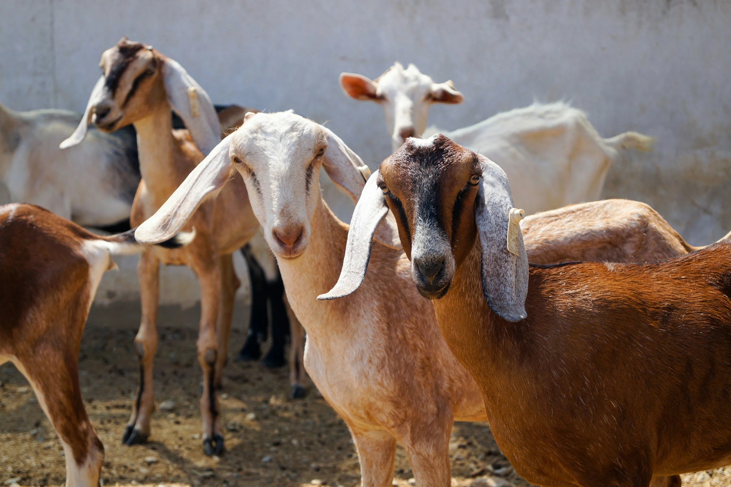 Several goats standing on dirt ground, some with tags on their ears, in front of a concrete wall.