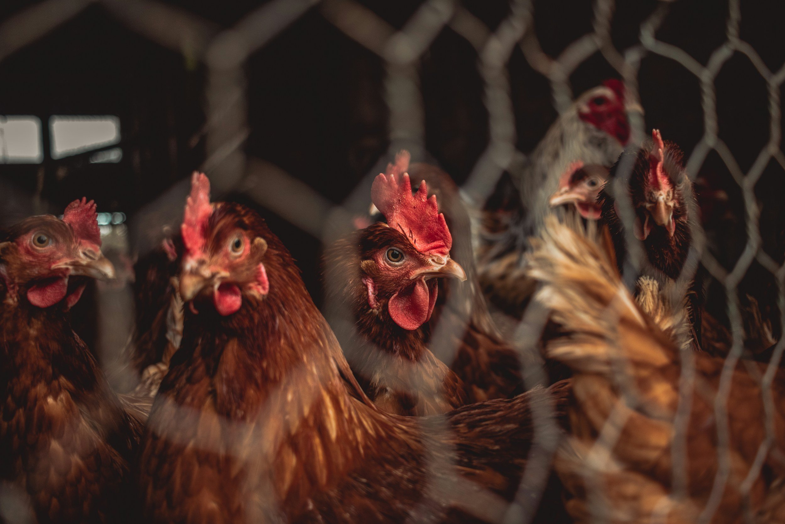 A group of chickens inside a wire cage, looking outward with their heads turned slightly to the side.