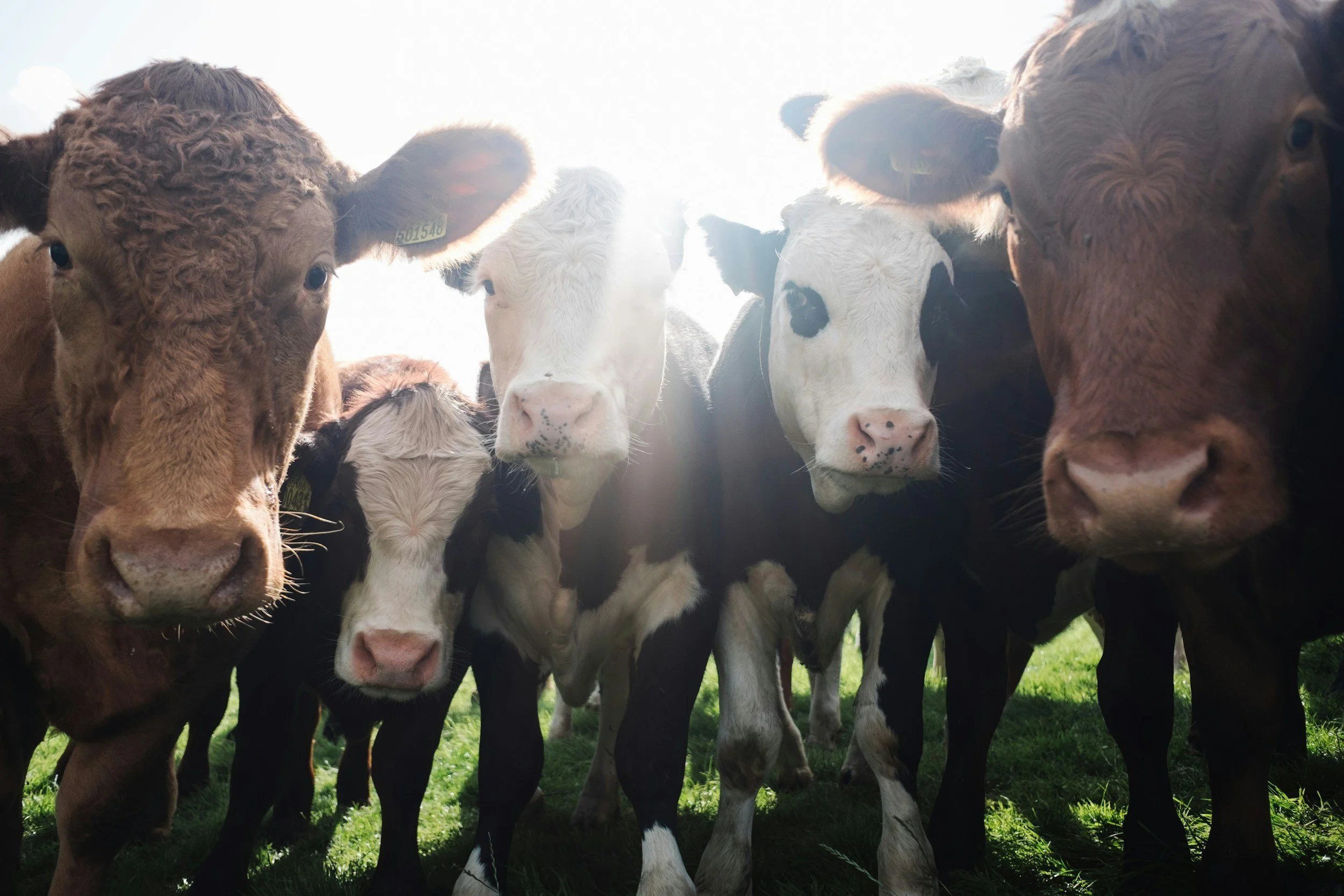 Close-up of several cows standing on a green field with sunlight behind them