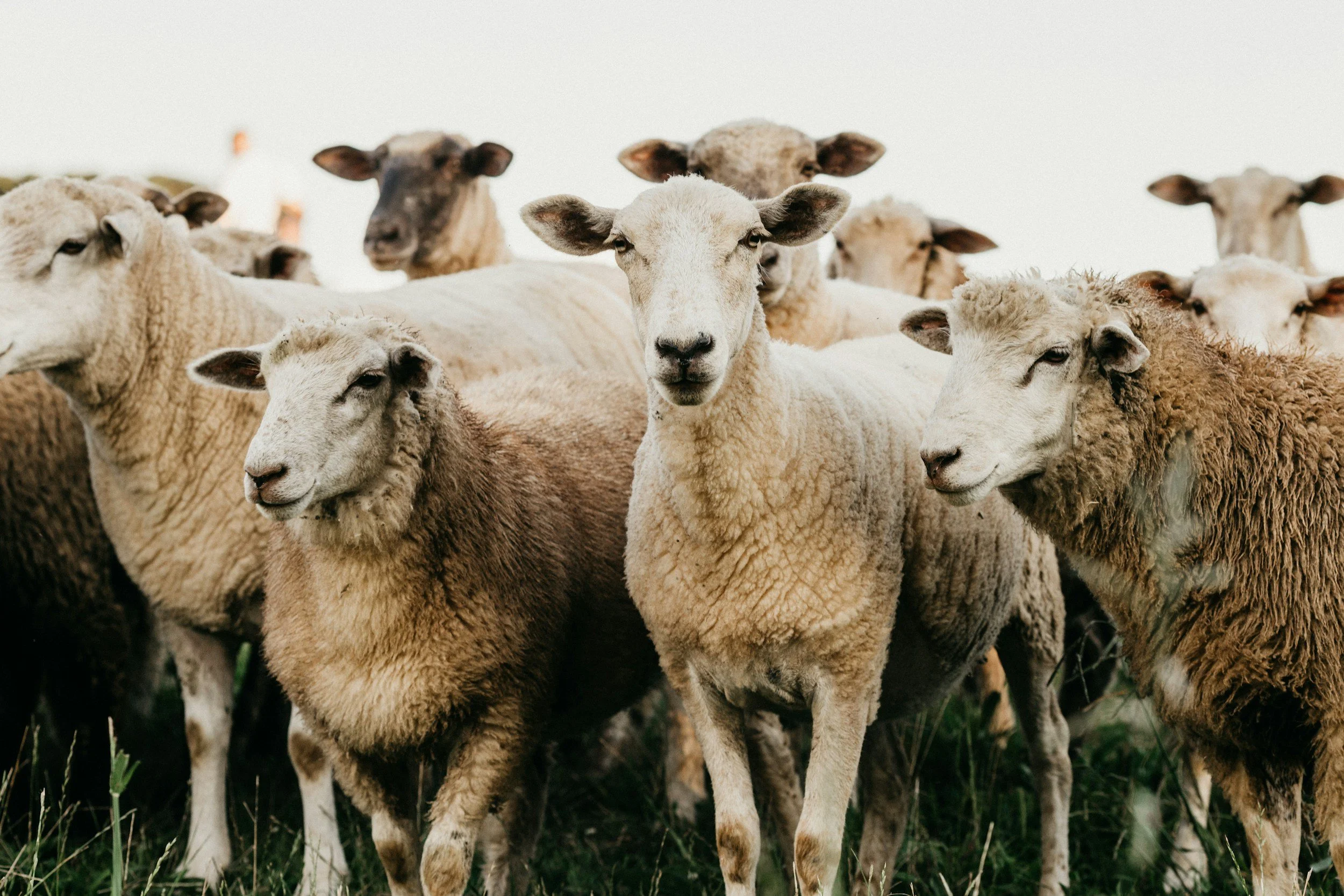 Group of sheep standing on grass, facing the camera, outdoors.