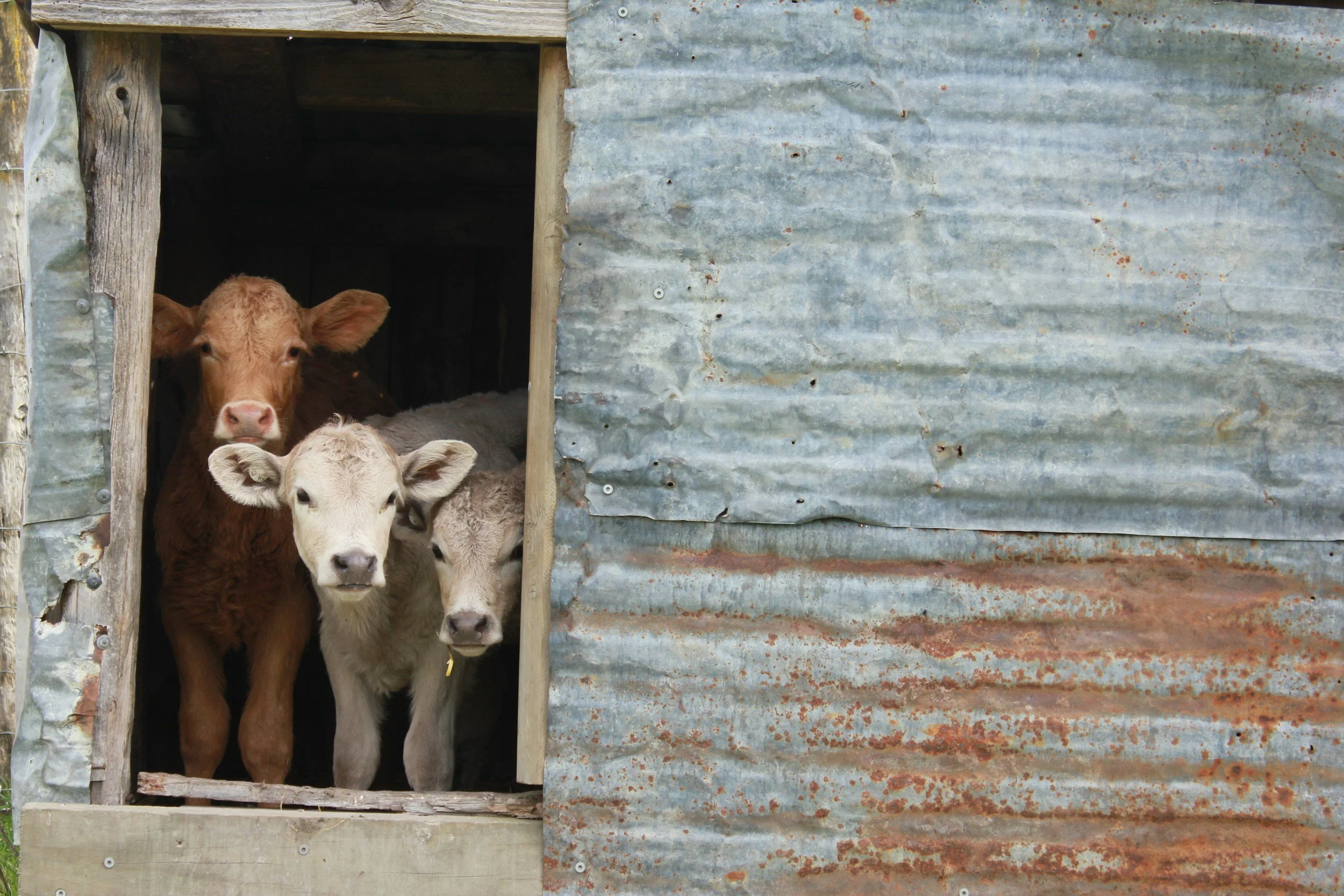 Three calves standing inside a weathered metal and wood barn opening, with rust on the metal siding.