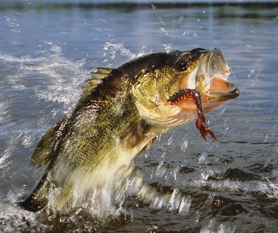 A largemouth bass caught in the water, with a fish in its mouth.