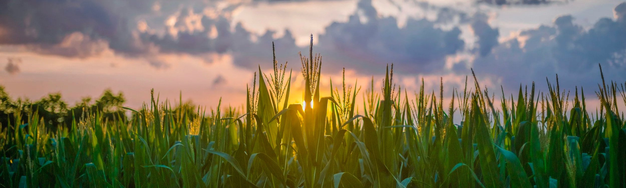 Cornfield at sunset with clouds in the sky.