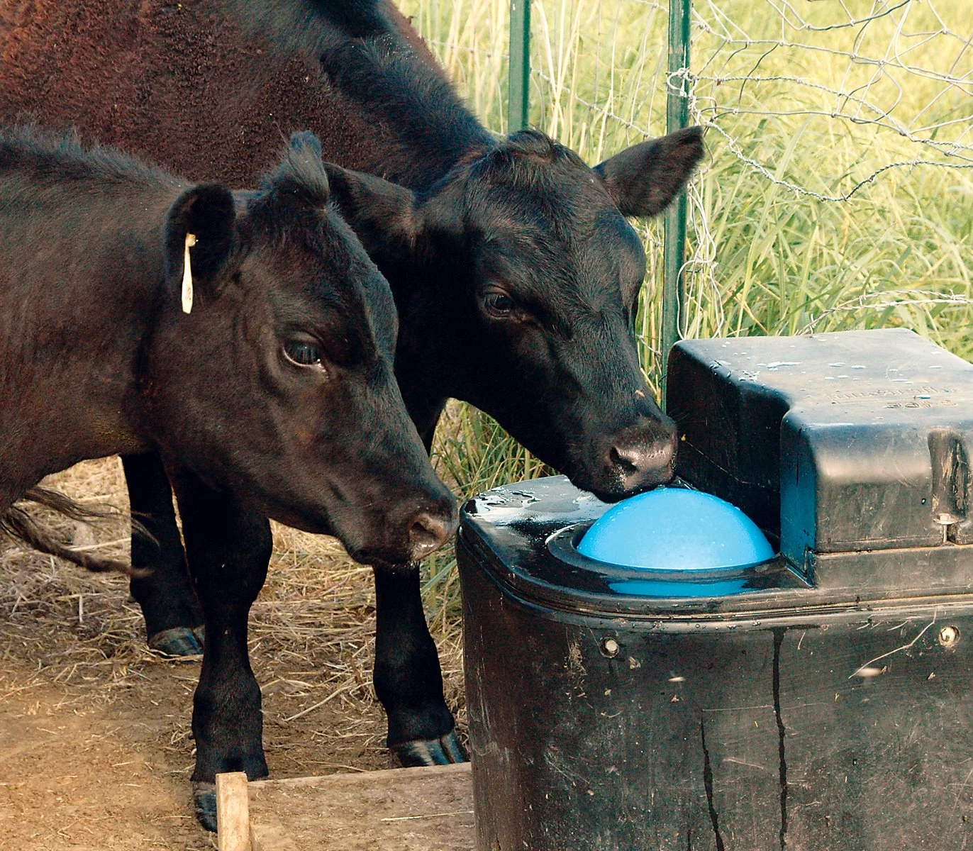 Two black calves drinking water from a blue fountain in a fenced outdoor area.