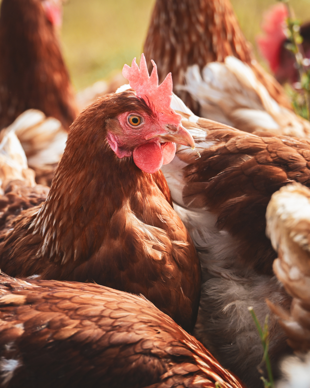 Close-up of a brown chicken with a red comb and wattles, surrounded by other chickens, in a natural outdoor setting.