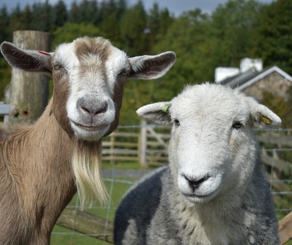 Two goats standing outdoors near a fenced area, with trees and a house in the background.