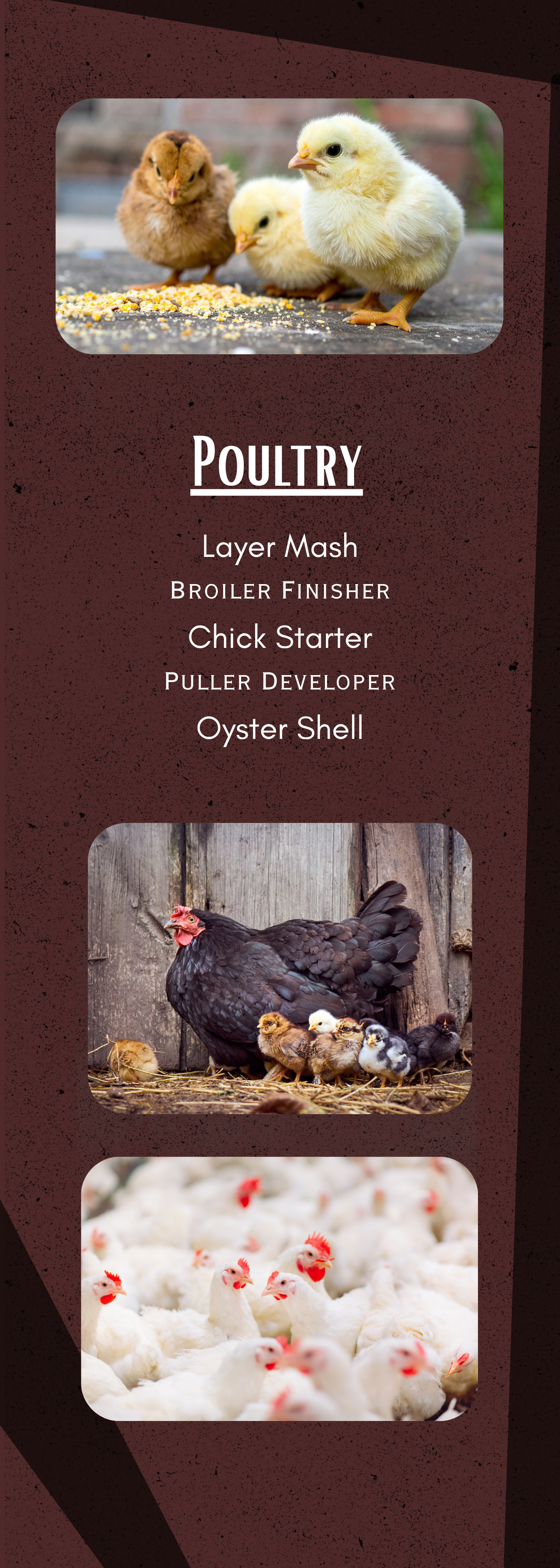A flyer with images of poultry, including chicks, hens, and turkeys, and text listing poultry products such as layer mash, broiler finisher, chick starter, puller developer, and oyster shell.