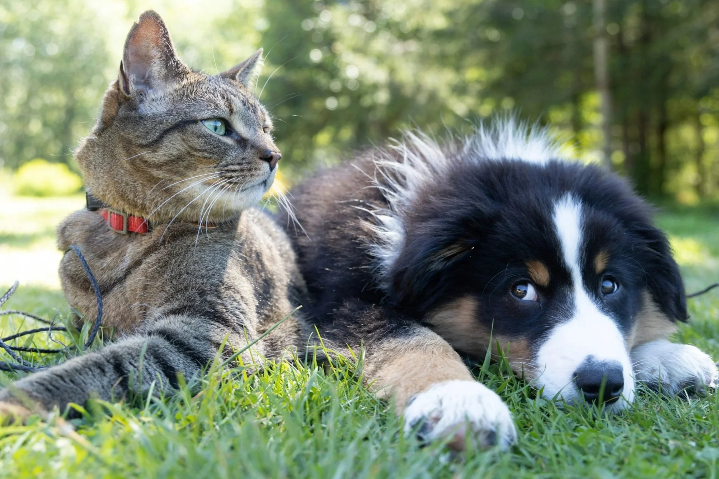 A tabby cat and a black and white puppy lying on green grass outdoors with trees in the background.
