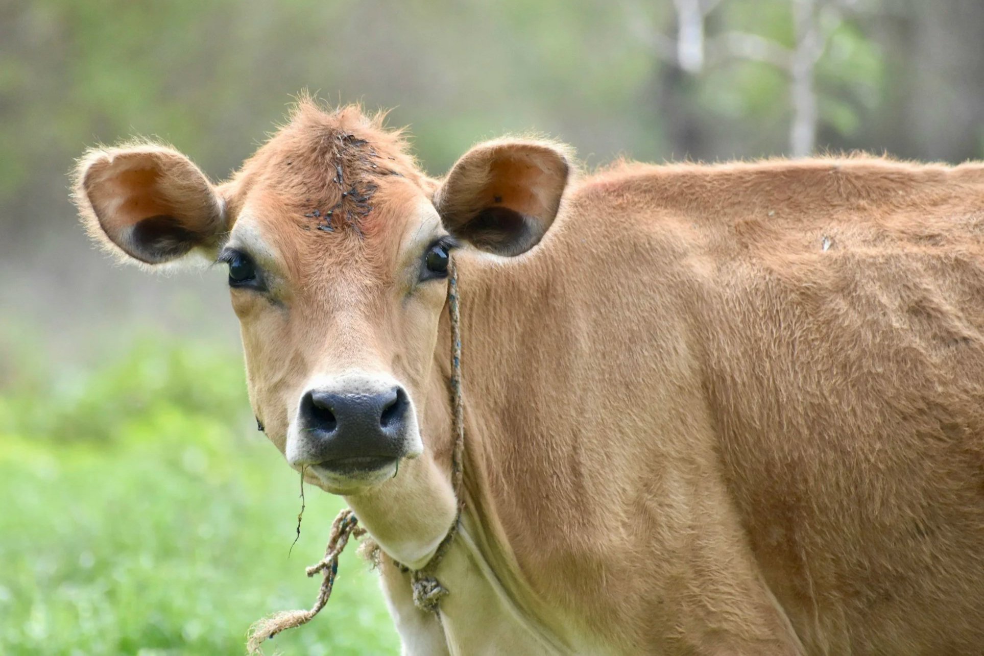 Close-up of a light brown cow with large ears and dark eyes, standing outdoors in a green grassy field with blurred trees in the background.