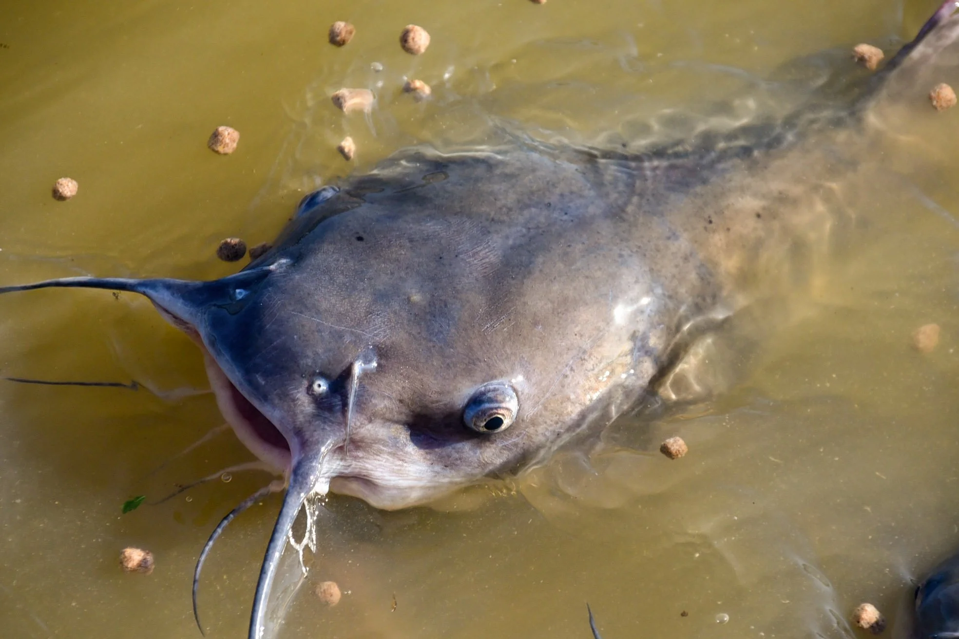 A large catfish with a wide mouth and whisker-like barbels around its face floats in muddy water surrounded by small round pellets.