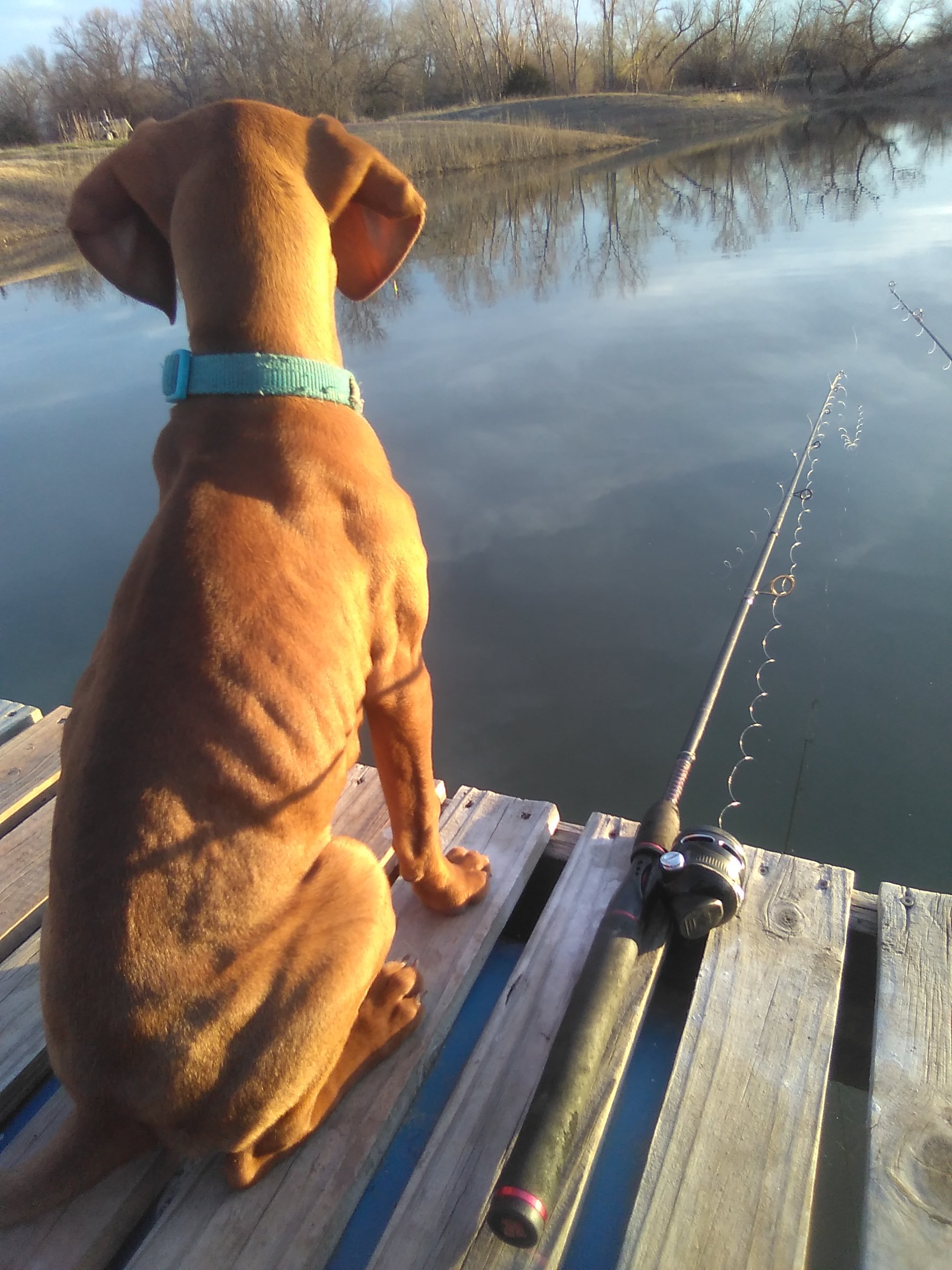 A dog sits on a wooden dock by a calm lake, looking out at the water with fishing rod nearby.