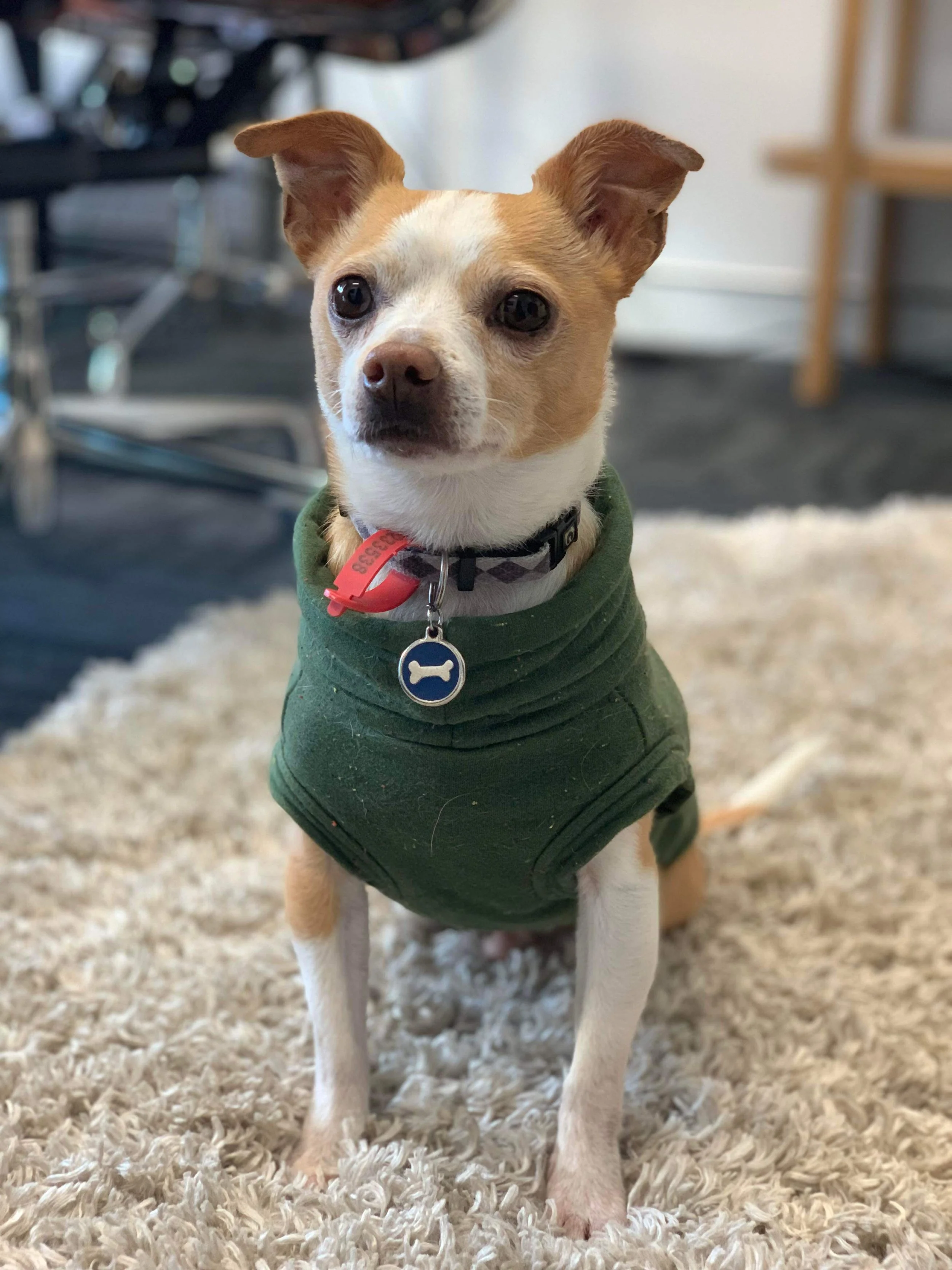 Small therapy dog with tan and white fur wearing a green jacket, sitting on a shaggy rug indoors.