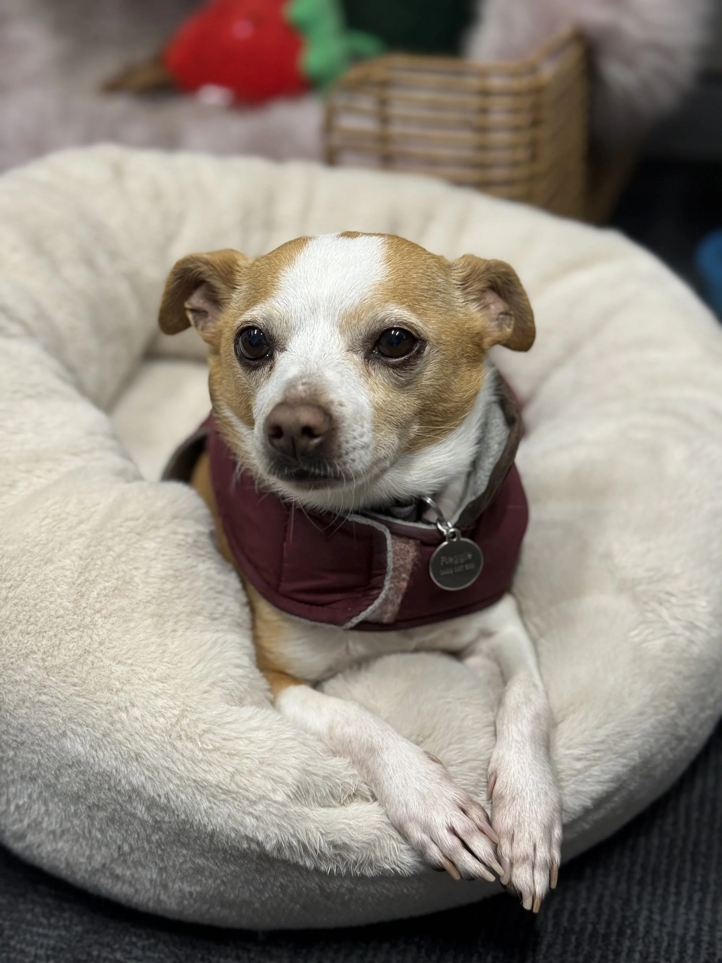 A small therapy dog with a tan and white coat sitting in a plush, round, cream-colored dog bed.