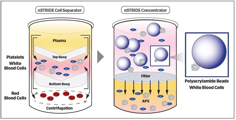 Diagram showing a process of cell separation for white blood cells in blood. The left side illustrates blood in a centrifuge with layers for plasma, white blood cells, and red blood cells. The right side depicts a concentrator with beads capturing white blood cells, which are then identified as polyacrylamide beads.