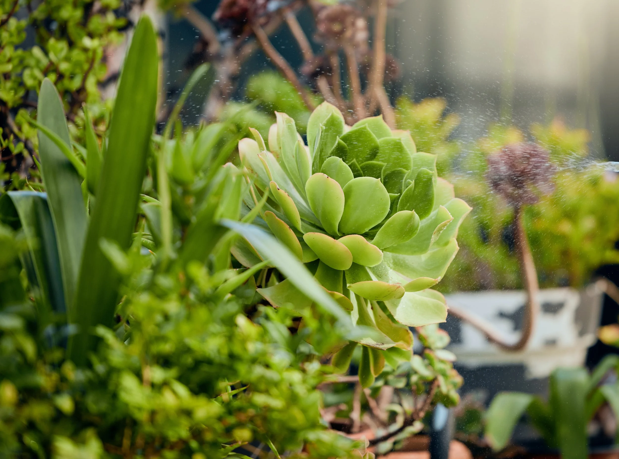 Stressed Plants and How to Care for Them