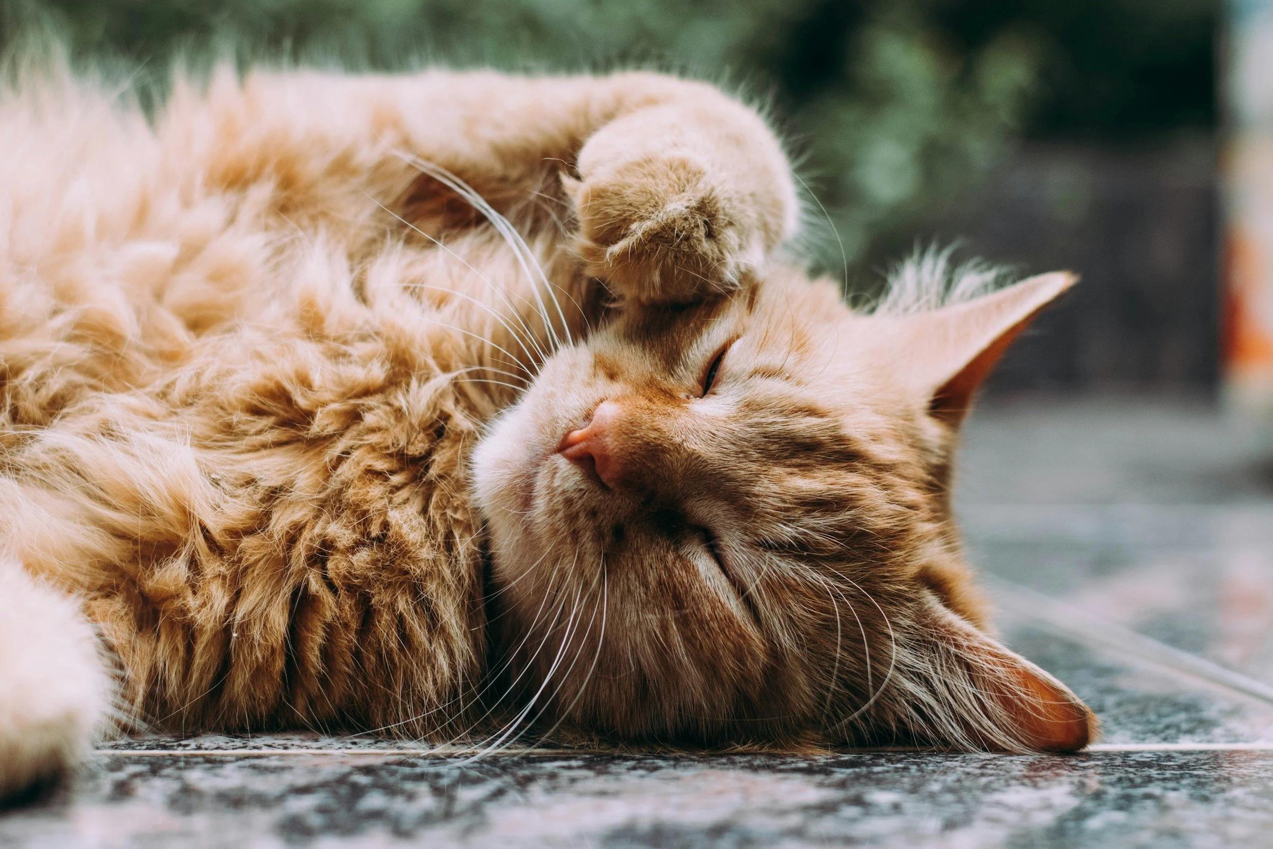 A close-up of two orange tabby cats cuddling, with one cat resting its head and paw on the other, both appearing peaceful on a tiled floor.