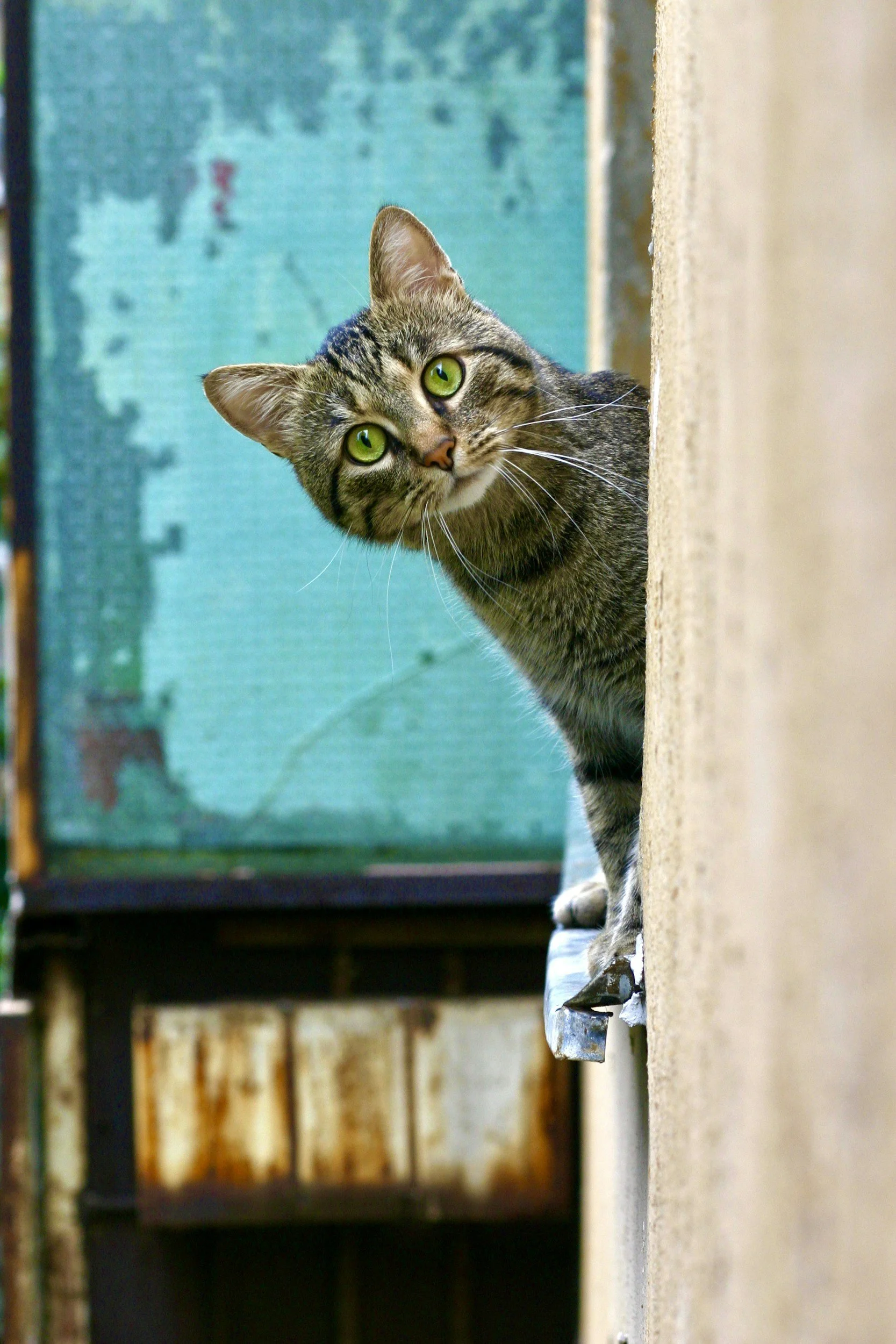 A tabby cat with bright green eyes crouching on a ledge and peeking around a wall, looking directly at the camera.