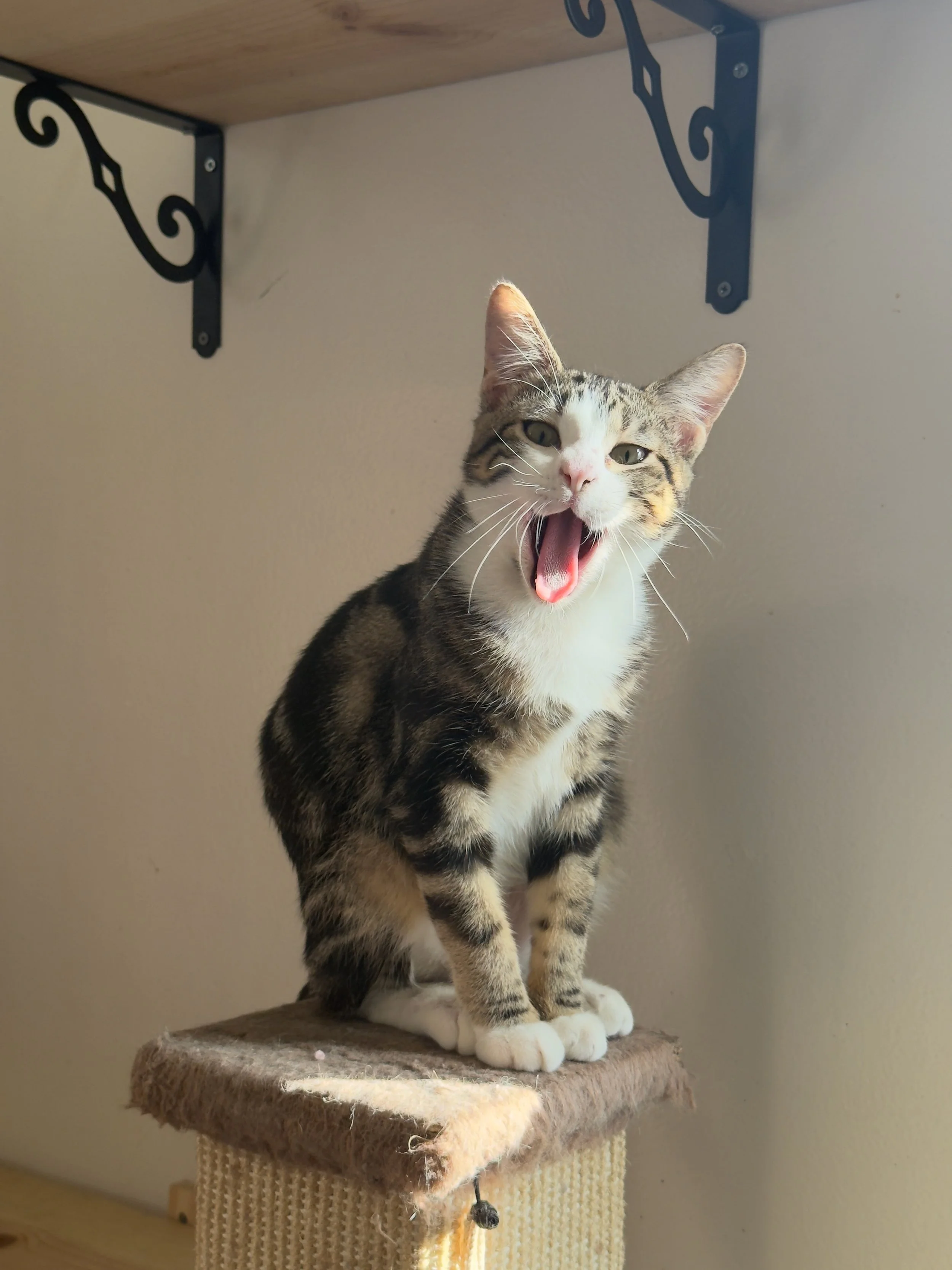 A tabby kitten sitting on a scratching post with its mouth open, appearing to yawn or meow.